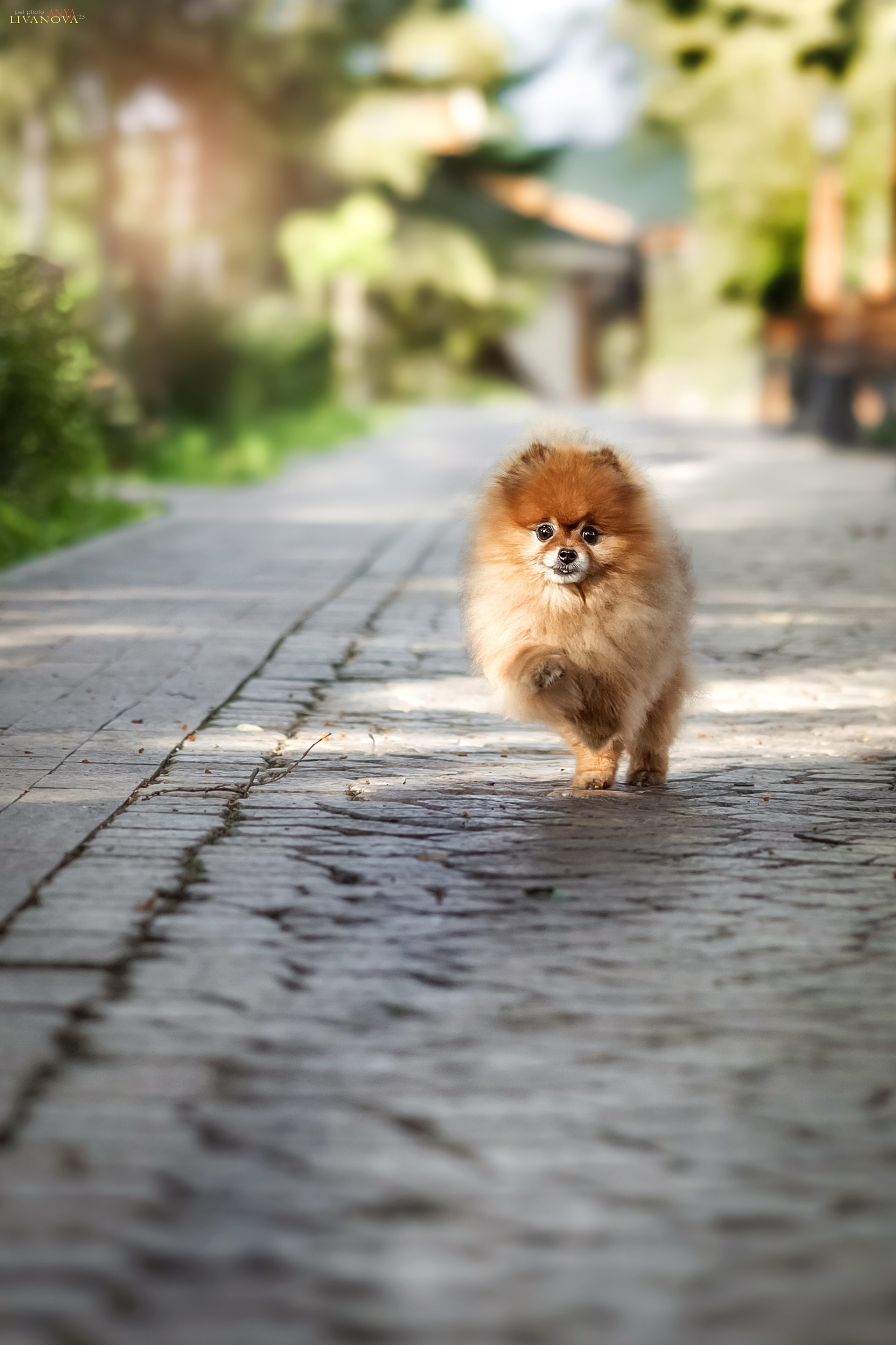 Маруся и Энди. Фотограф анималист Аня Ливанова | Рыбинск