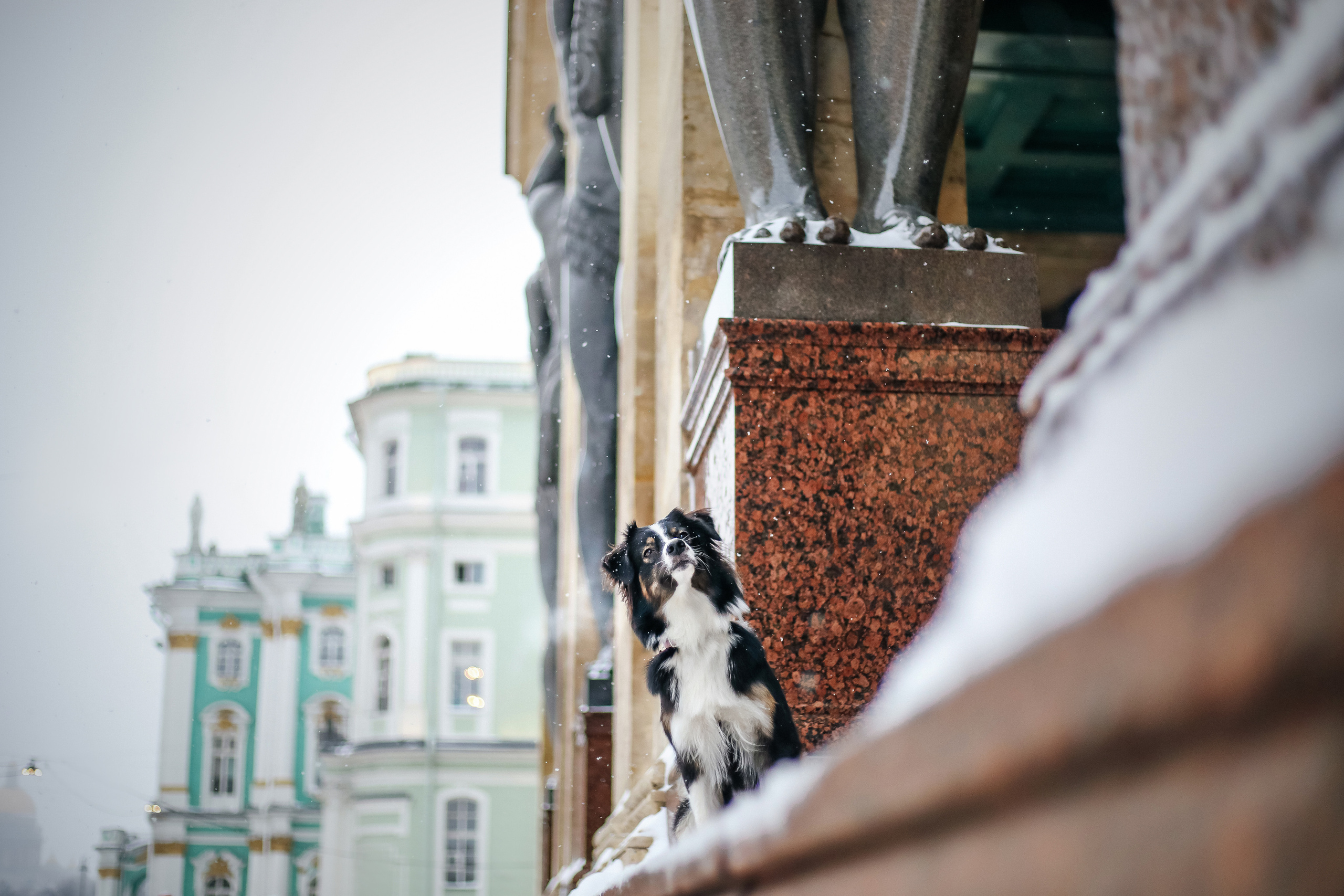 В городе. Фотограф- анималист Санкт-Петербург