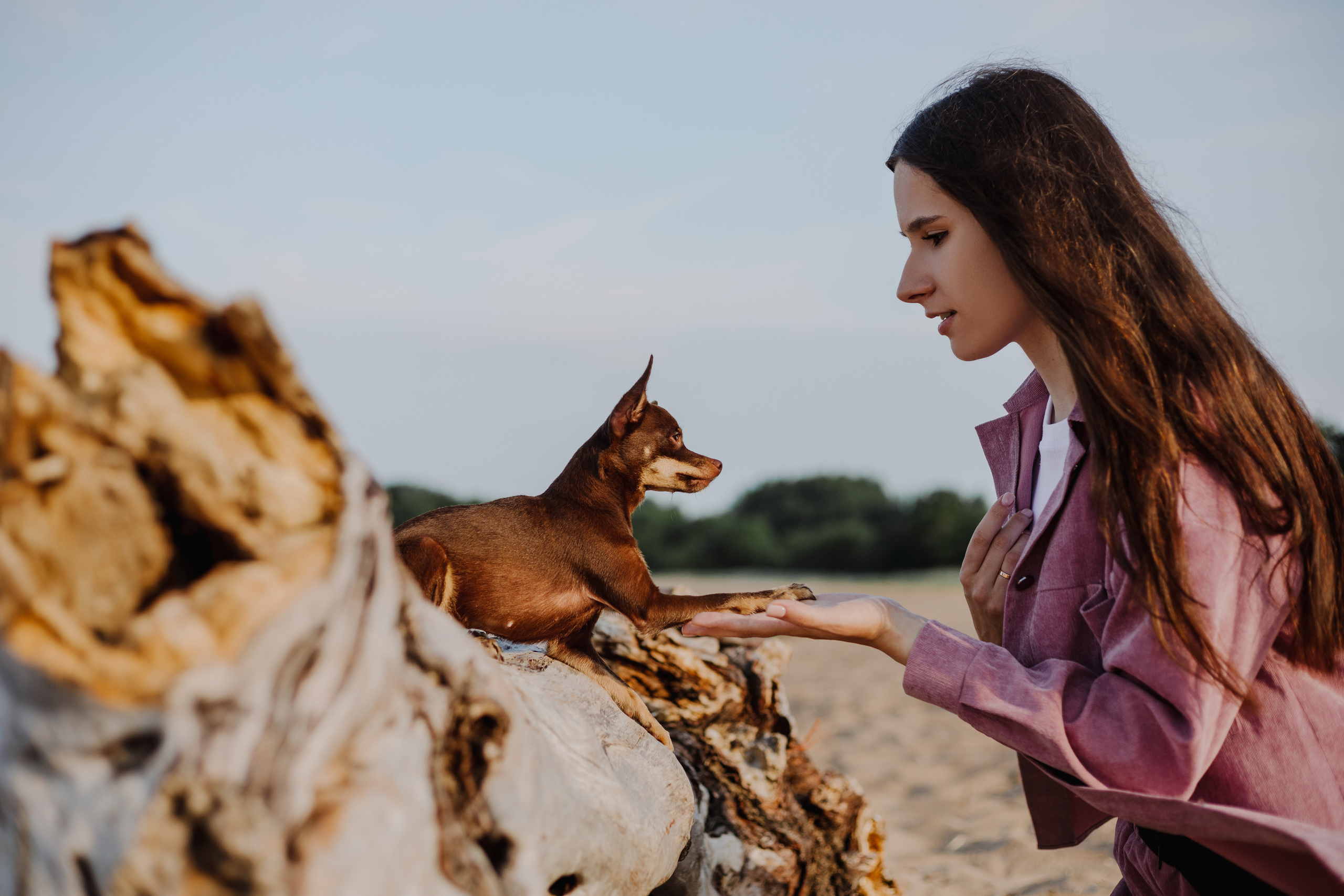 Собаки и их люди. Фотограф- анималист Санкт-Петербург