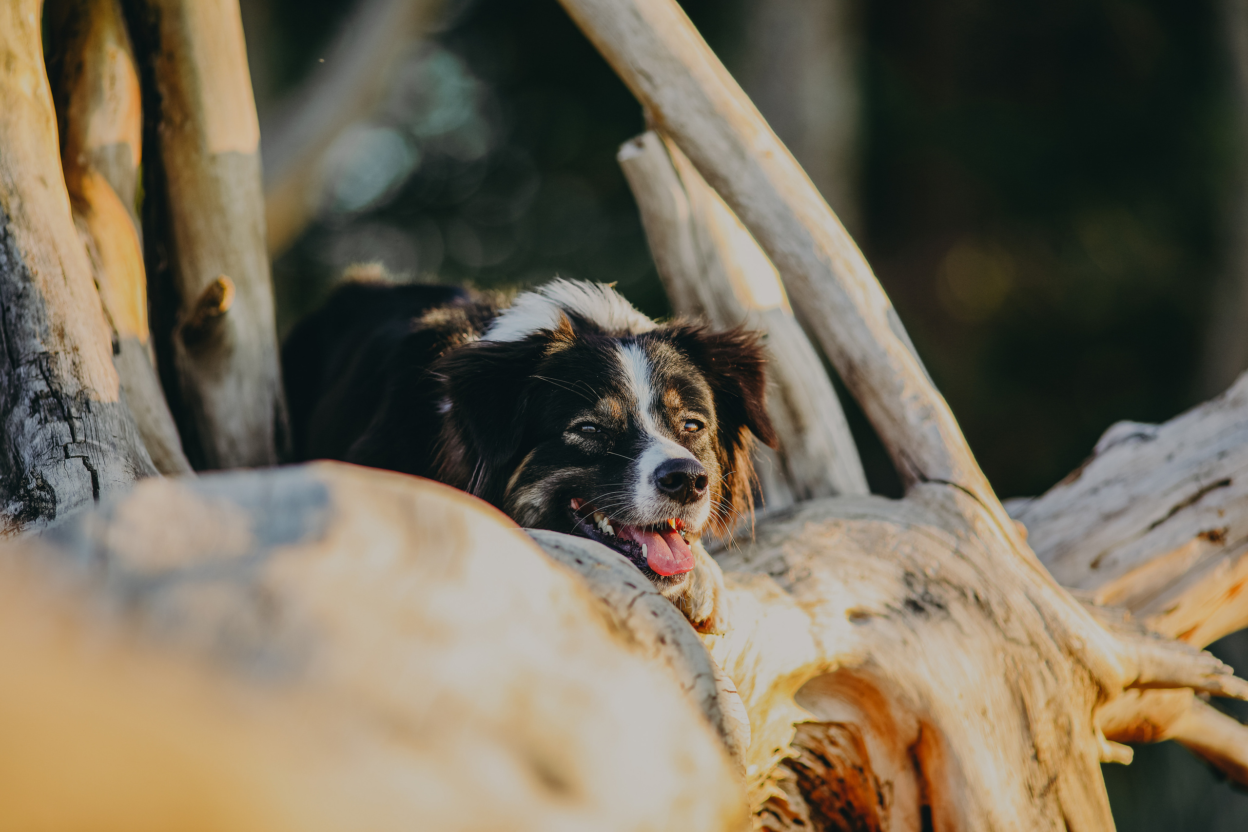 На природе. Фотограф- анималист Санкт-Петербург
