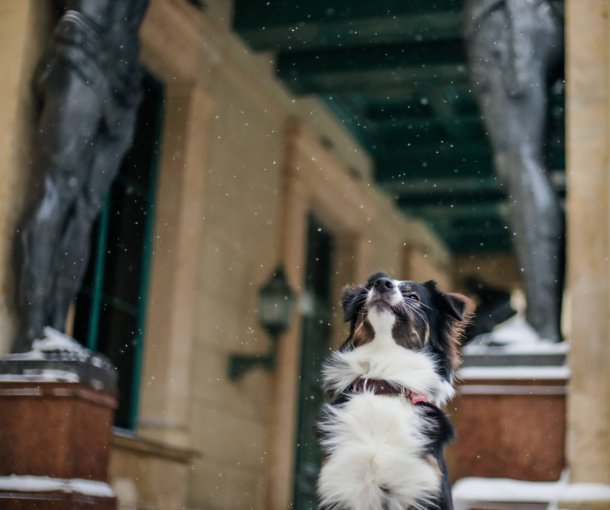 В городе. Фотограф- анималист Санкт-Петербург