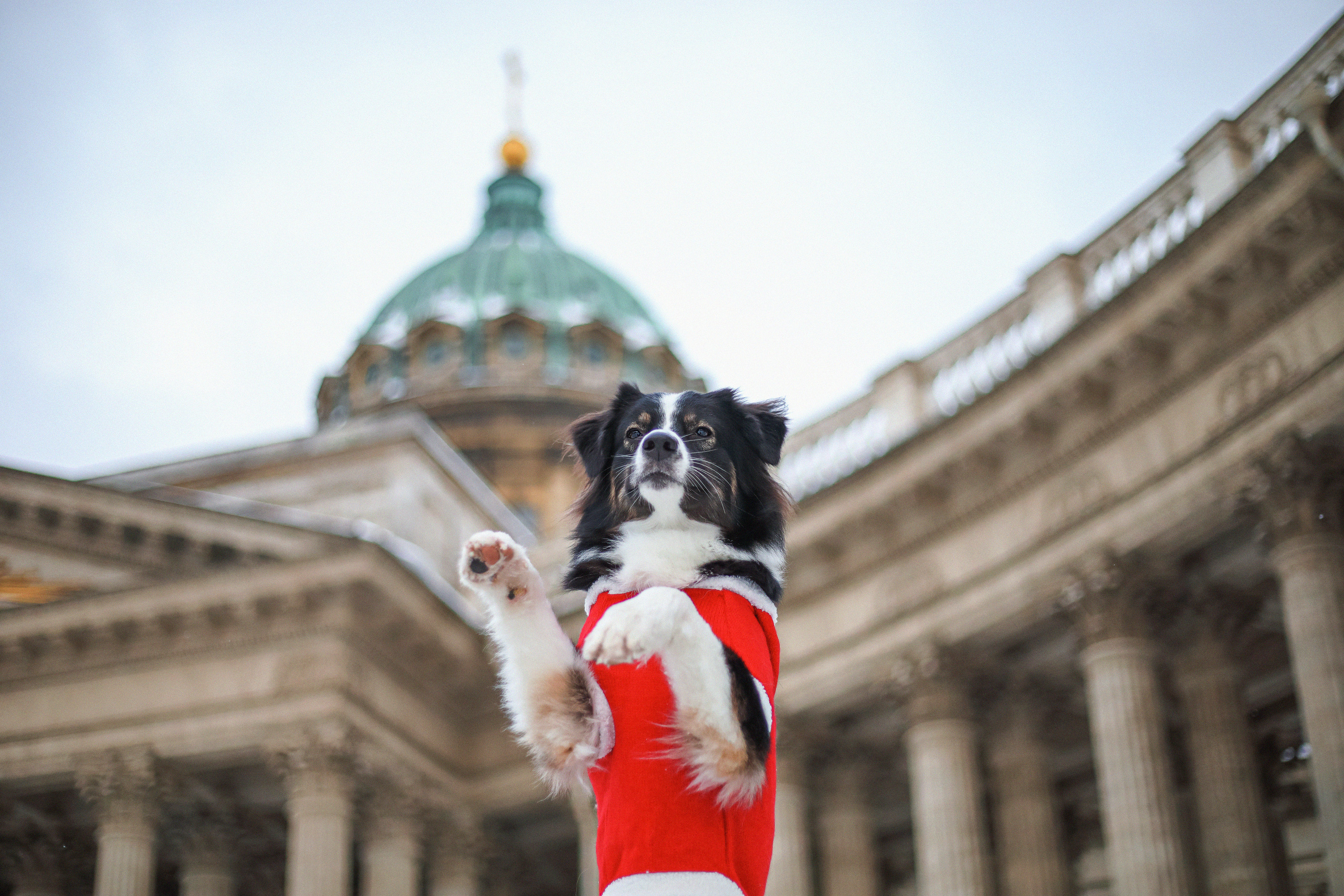 В городе. Фотограф- анималист Санкт-Петербург