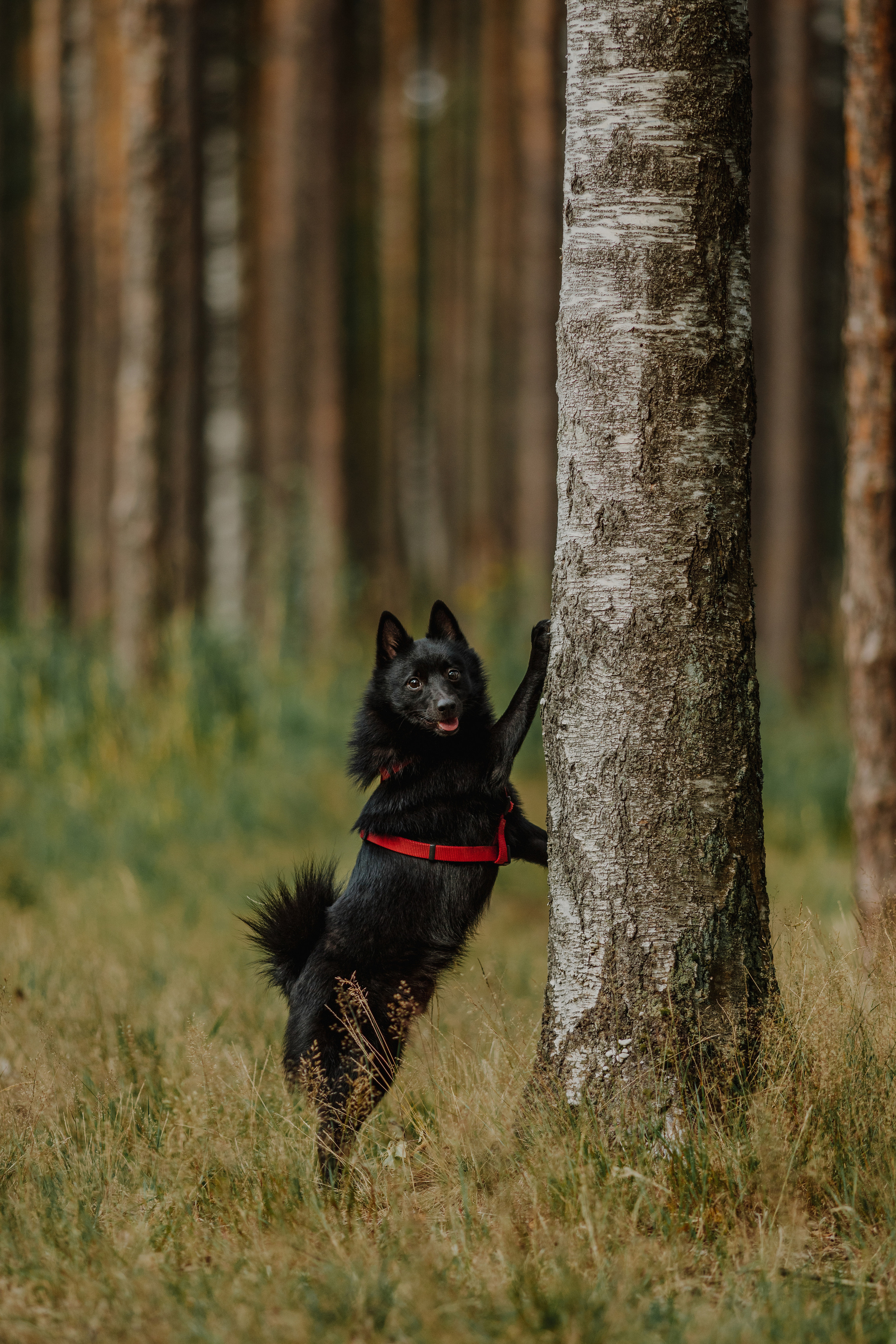 На природе. Фотограф- анималист Санкт-Петербург