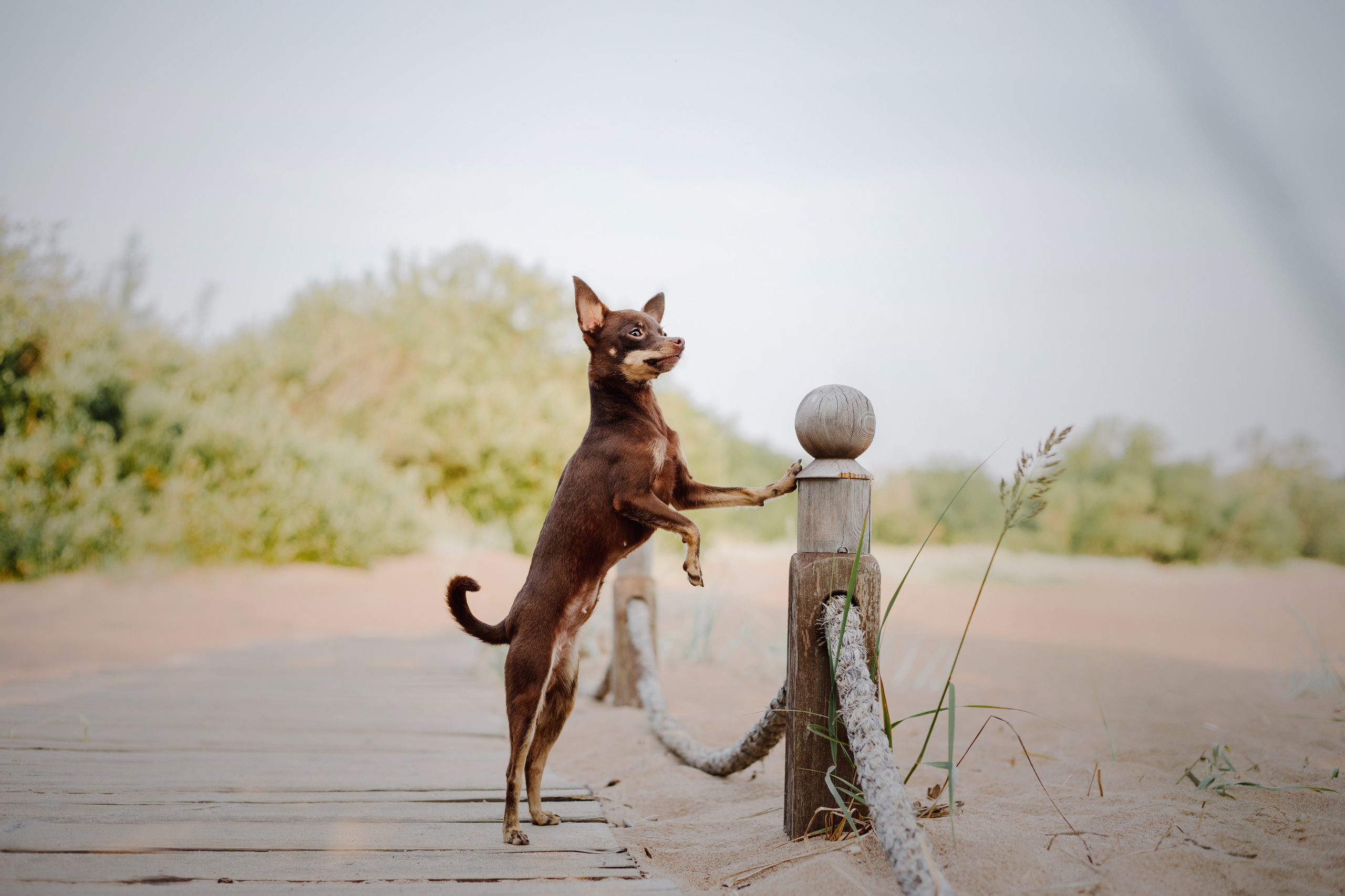 На природе. Фотограф- анималист Санкт-Петербург