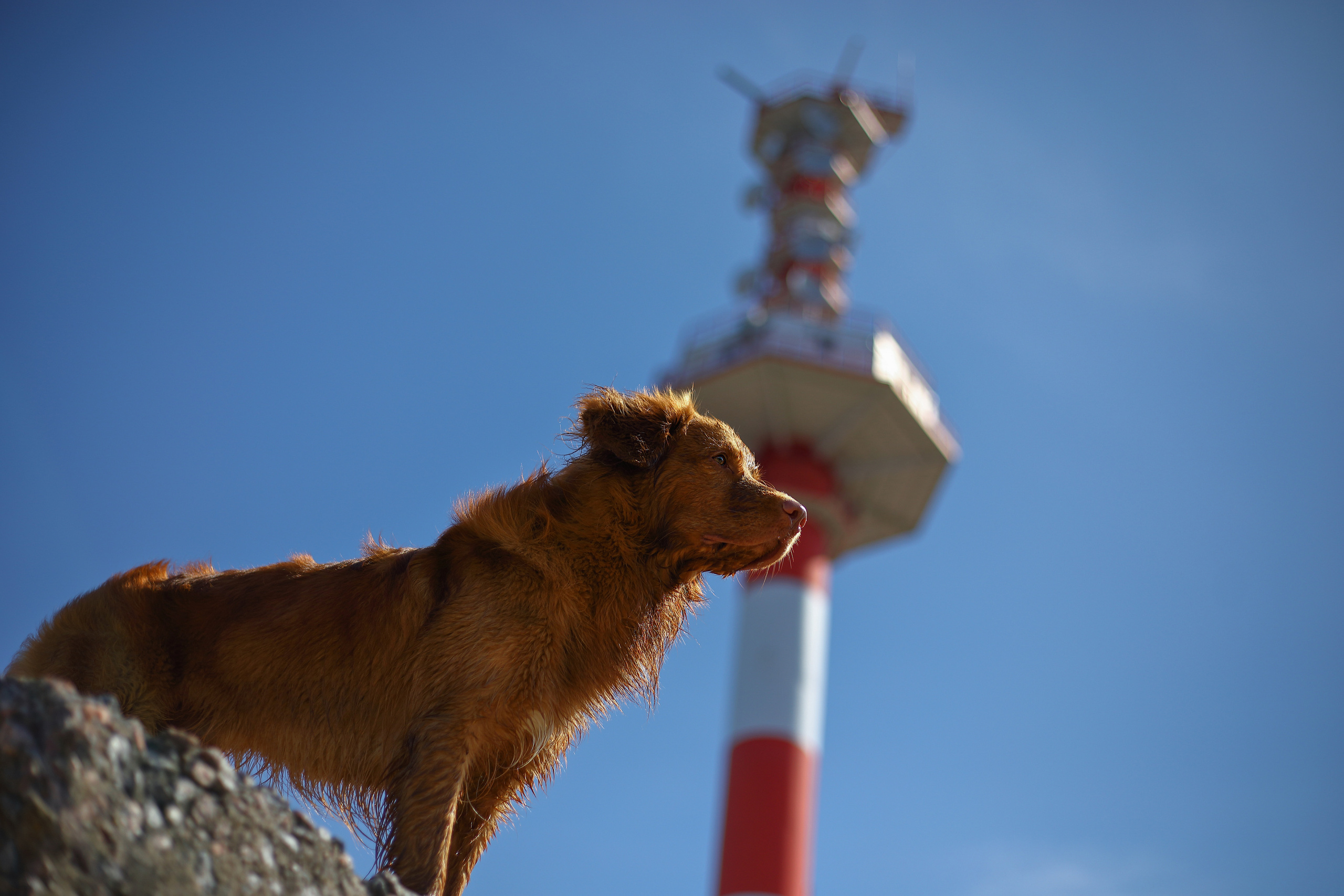 На природе. Фотограф- анималист Санкт-Петербург