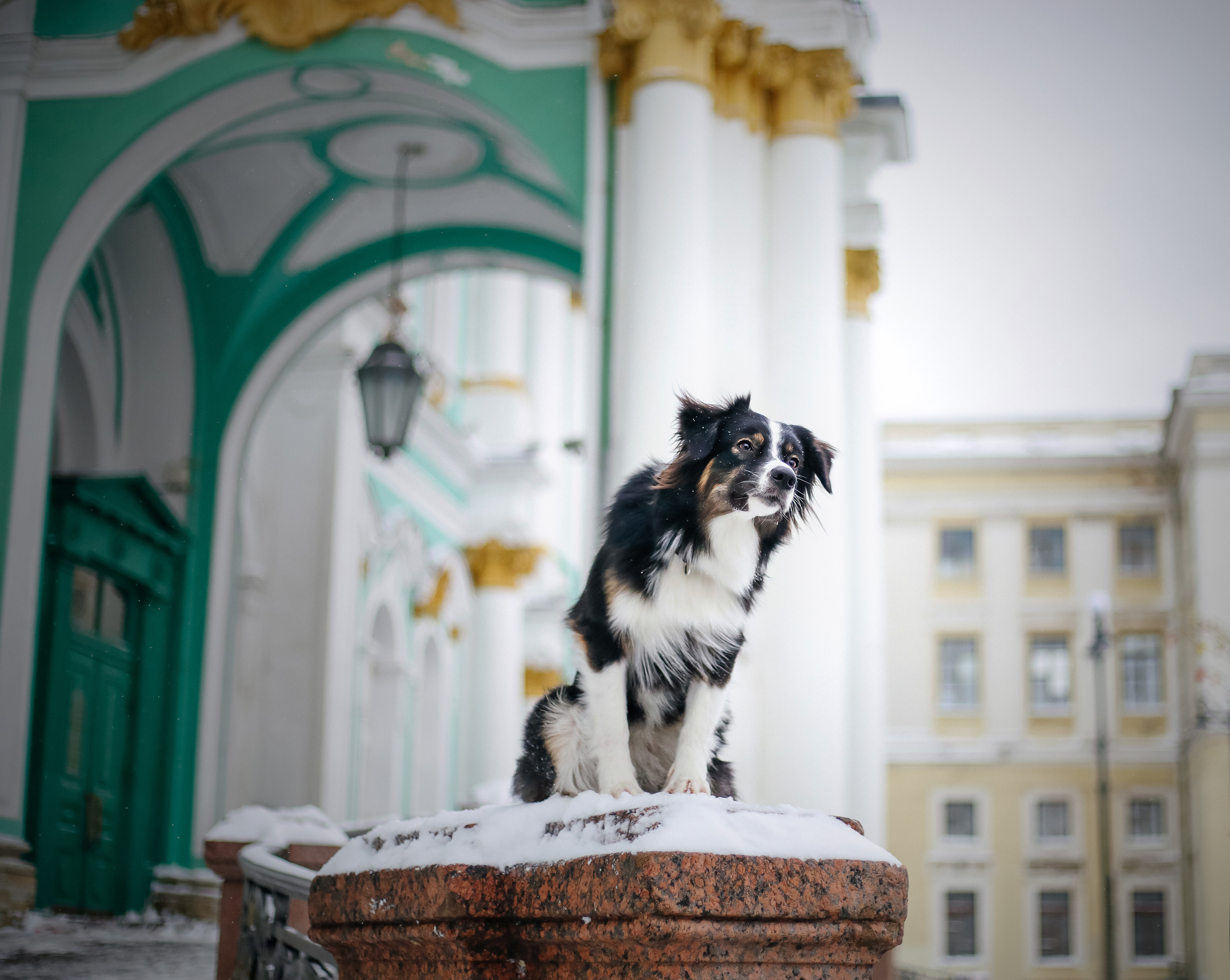 В городе. Фотограф- анималист Санкт-Петербург