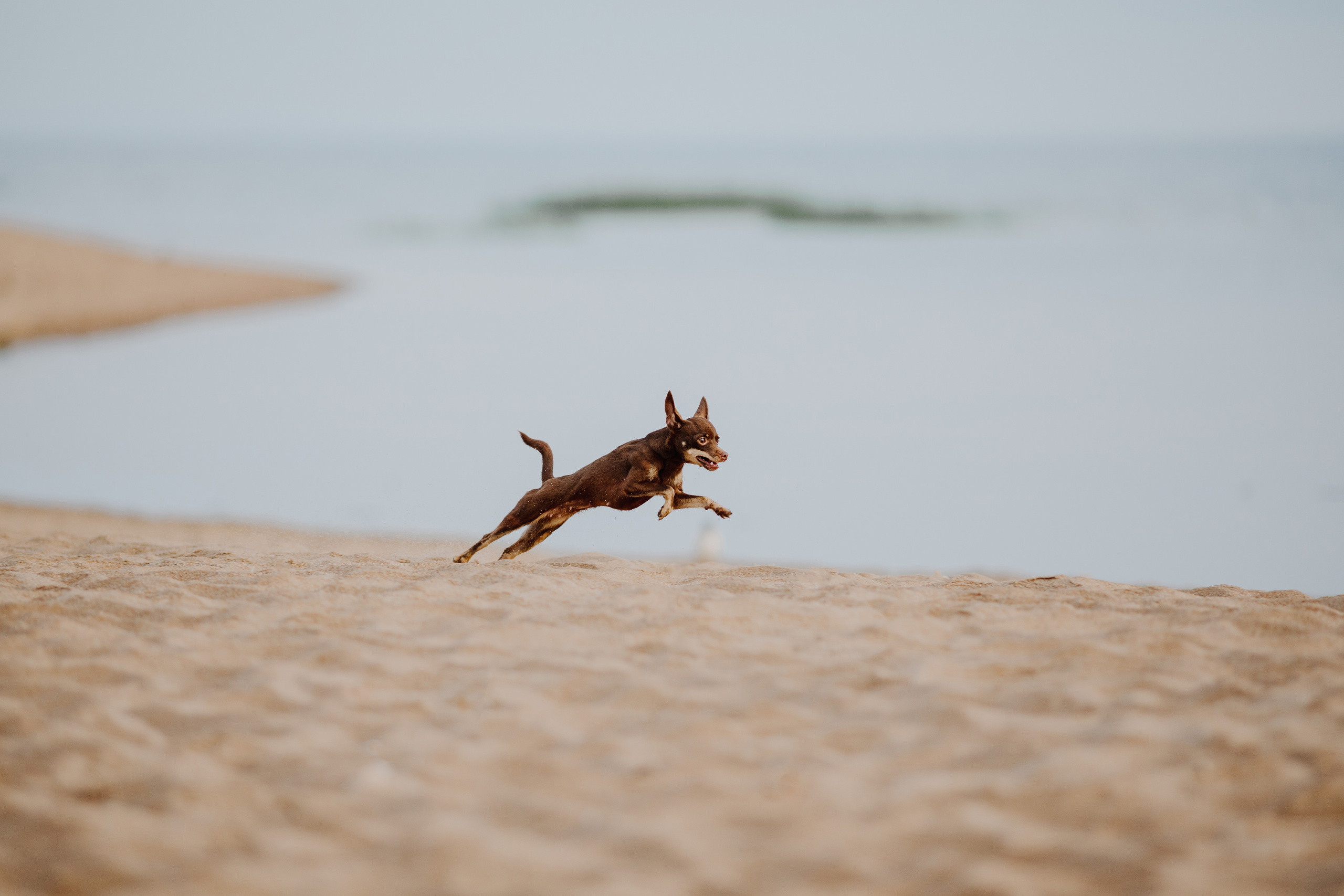На природе. Фотограф- анималист Санкт-Петербург