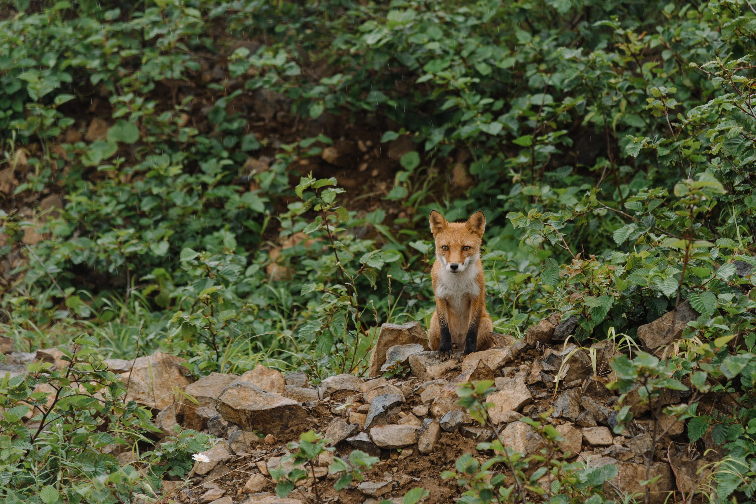 Сахалин и Курильские острова. Фотограф Алиса Калинина