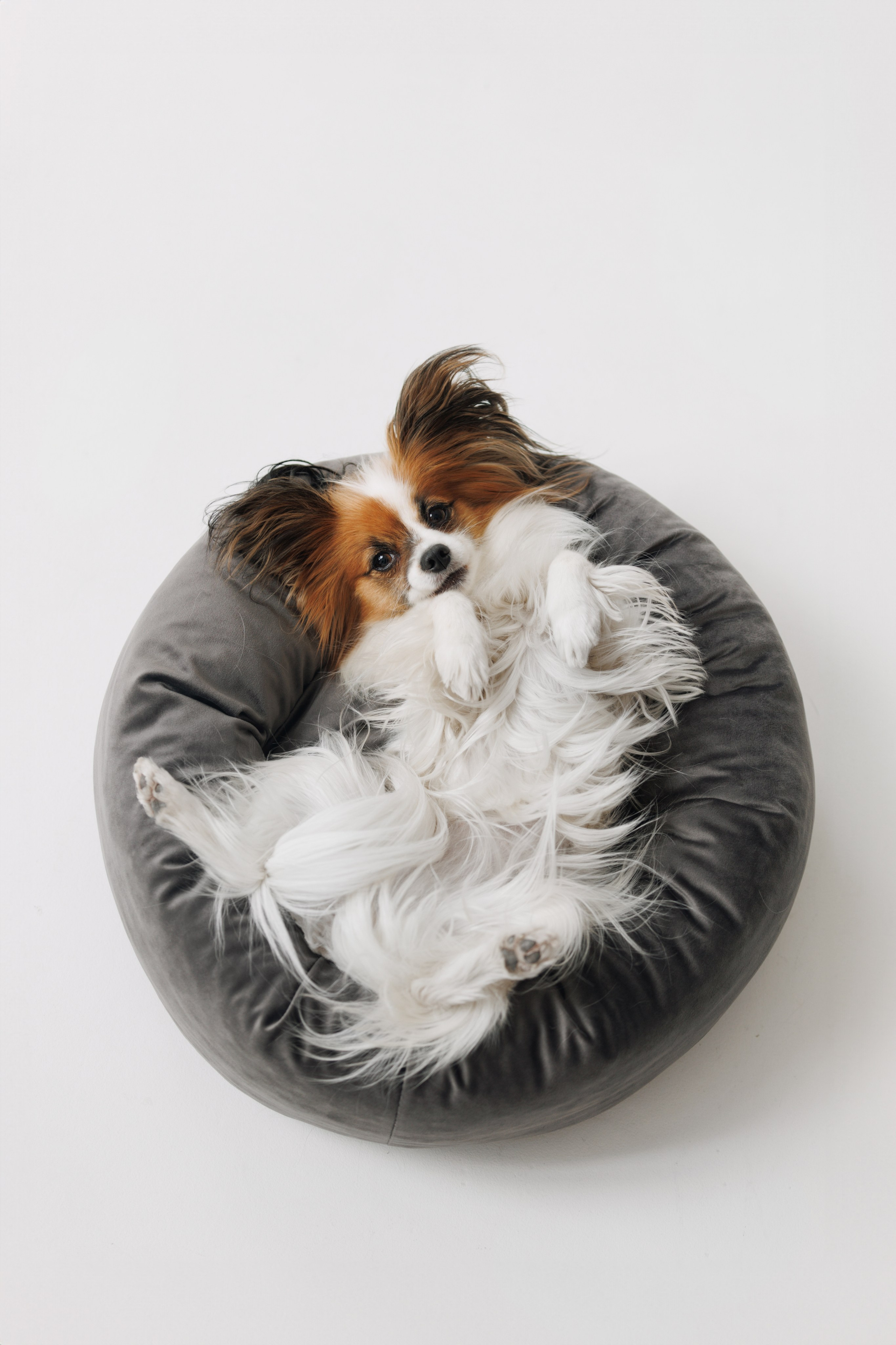 OH MY DOGA. Фотограф анималист Кристина Карпова, Москва