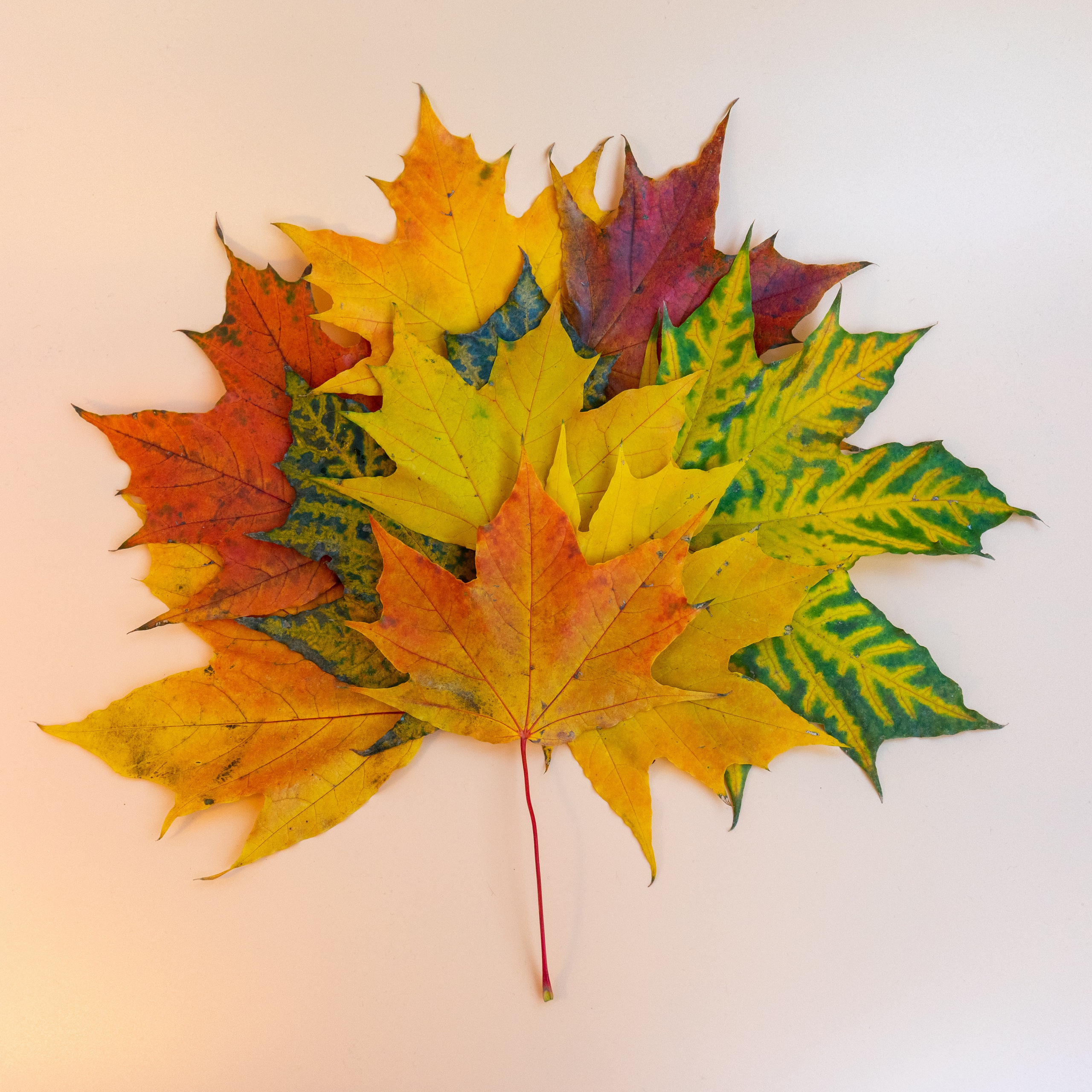 Осень, autumn, парк, деревья, лист, красный, желтый, зеленый. Авторские фотографии Чугунова Николая