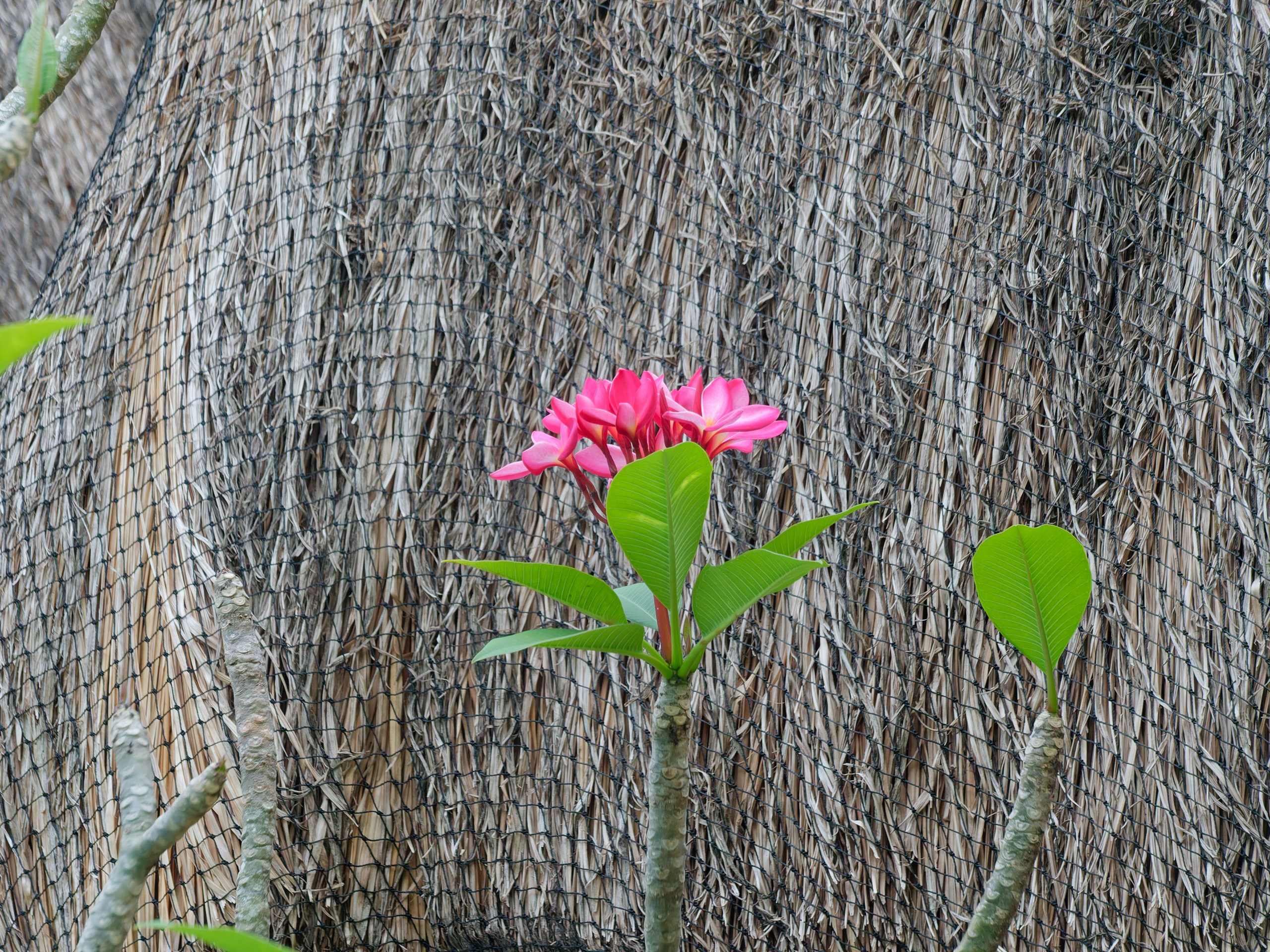 Хайнань 2026, флора, цветы и деревья. Фотопрогулки по Миру