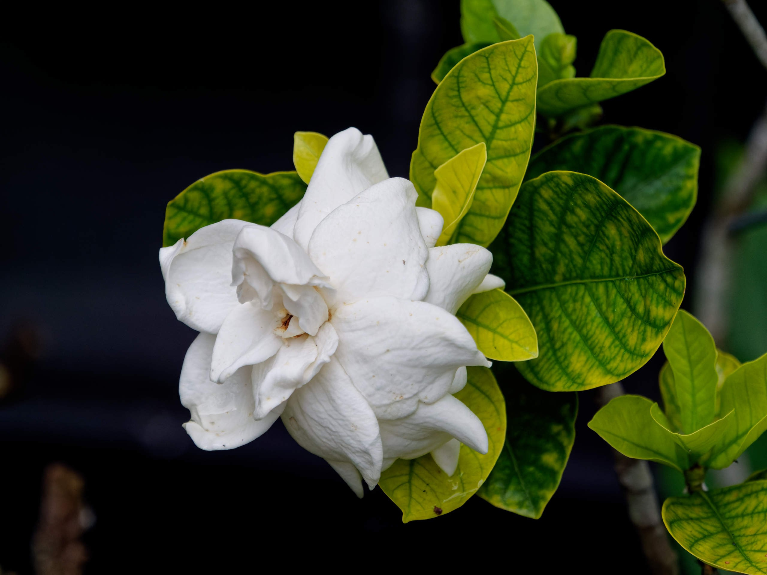 Далат 2023. Избранные фотографии