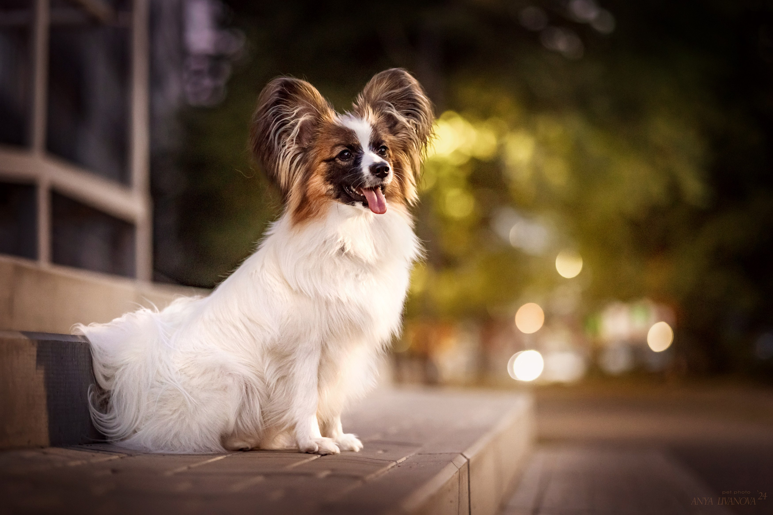 Хьюстон. Фотограф анималист Аня Ливанова | Рыбинск