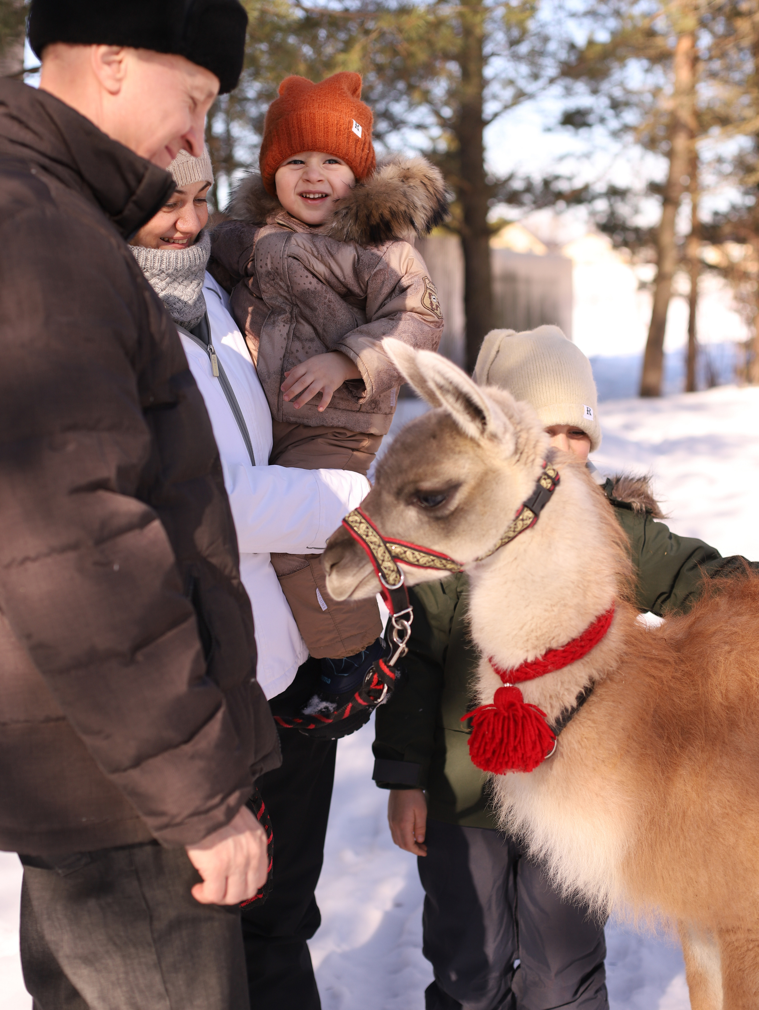 Лама. Семейный фотограф в Санкт-Петербурге Ирина Иванова