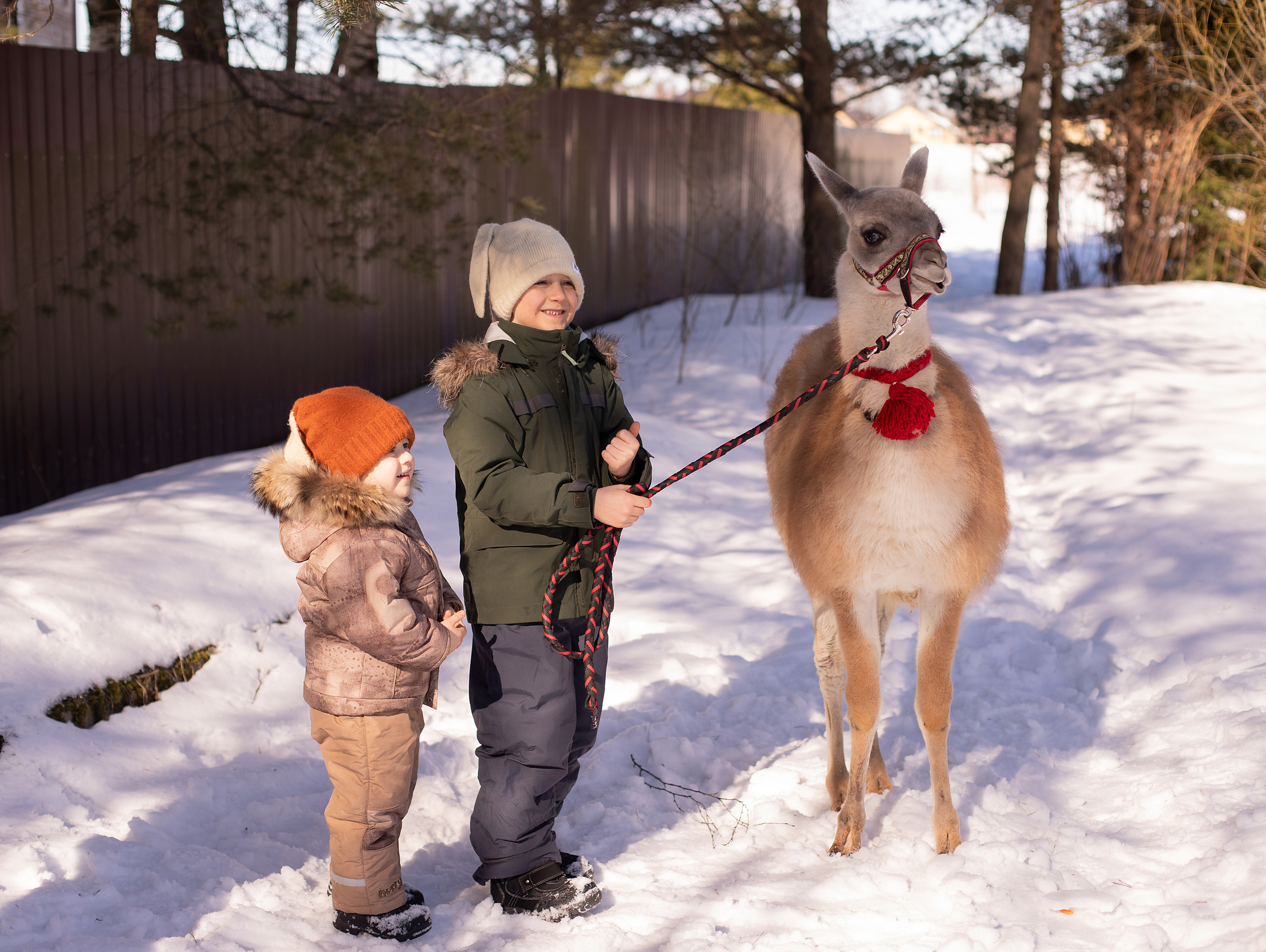 Лама. Семейный фотограф в Санкт-Петербурге Ирина Иванова