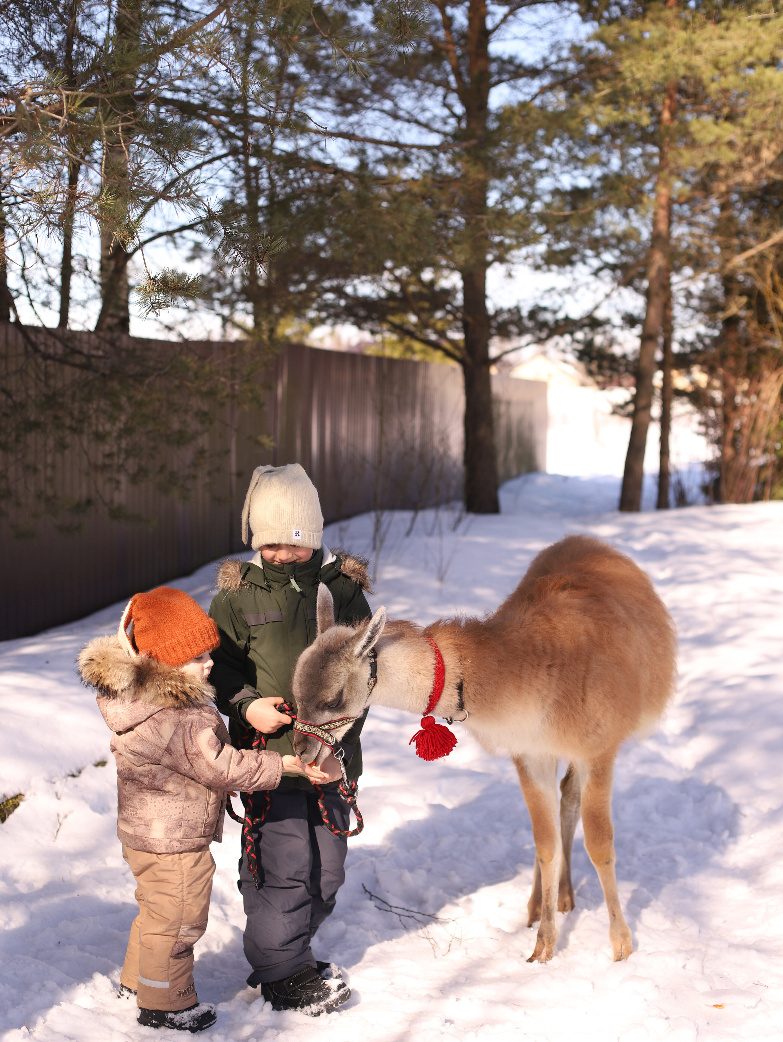 Лама. Семейный фотограф в Санкт-Петербурге Ирина Иванова