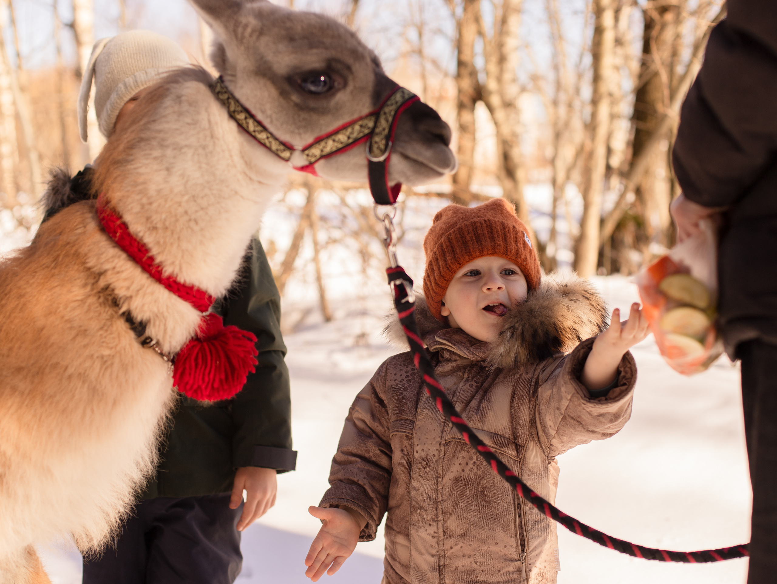 Лама. Семейный фотограф в Санкт-Петербурге Ирина Иванова