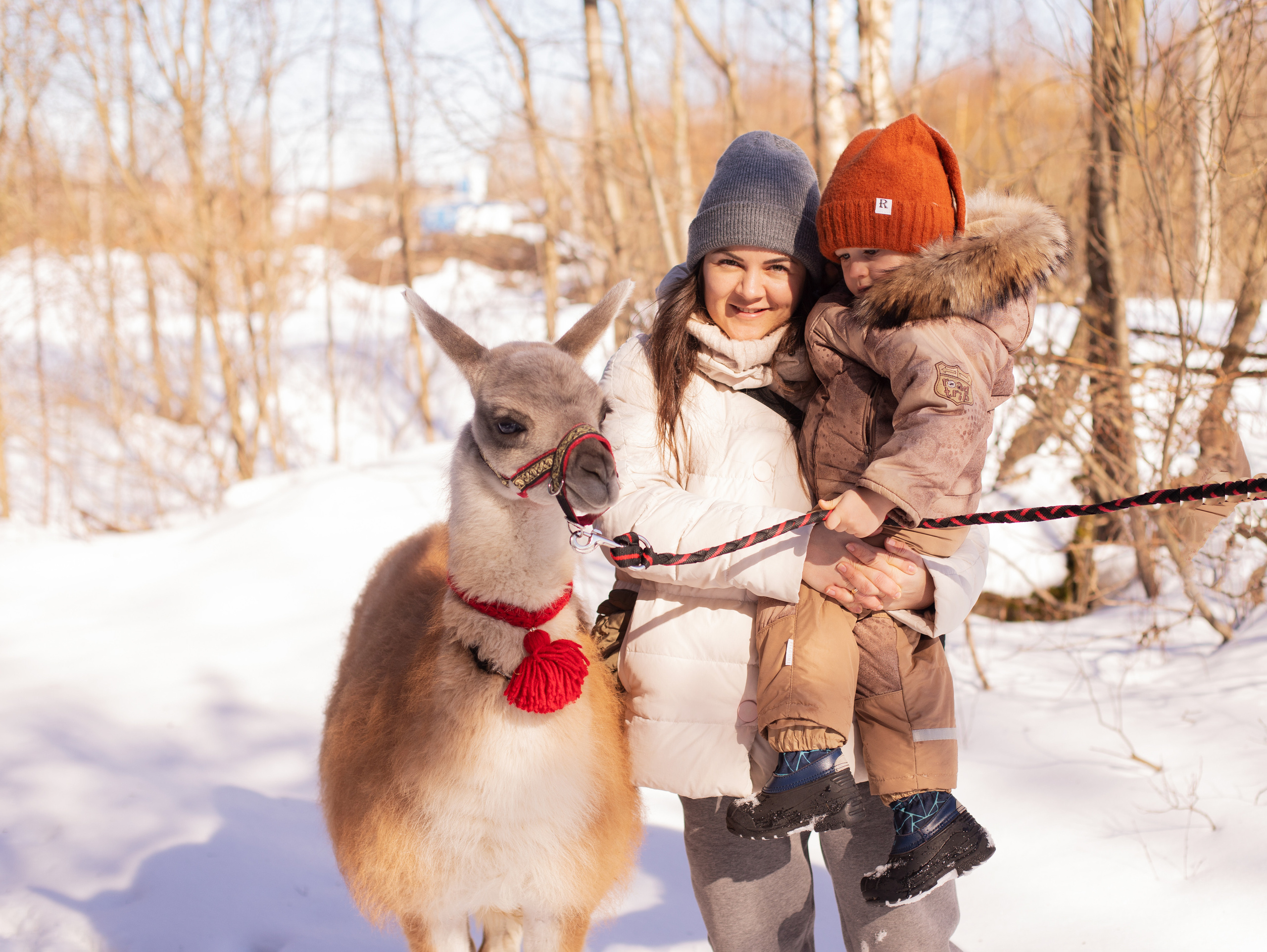 Лама. Семейный фотограф в Санкт-Петербурге Ирина Иванова