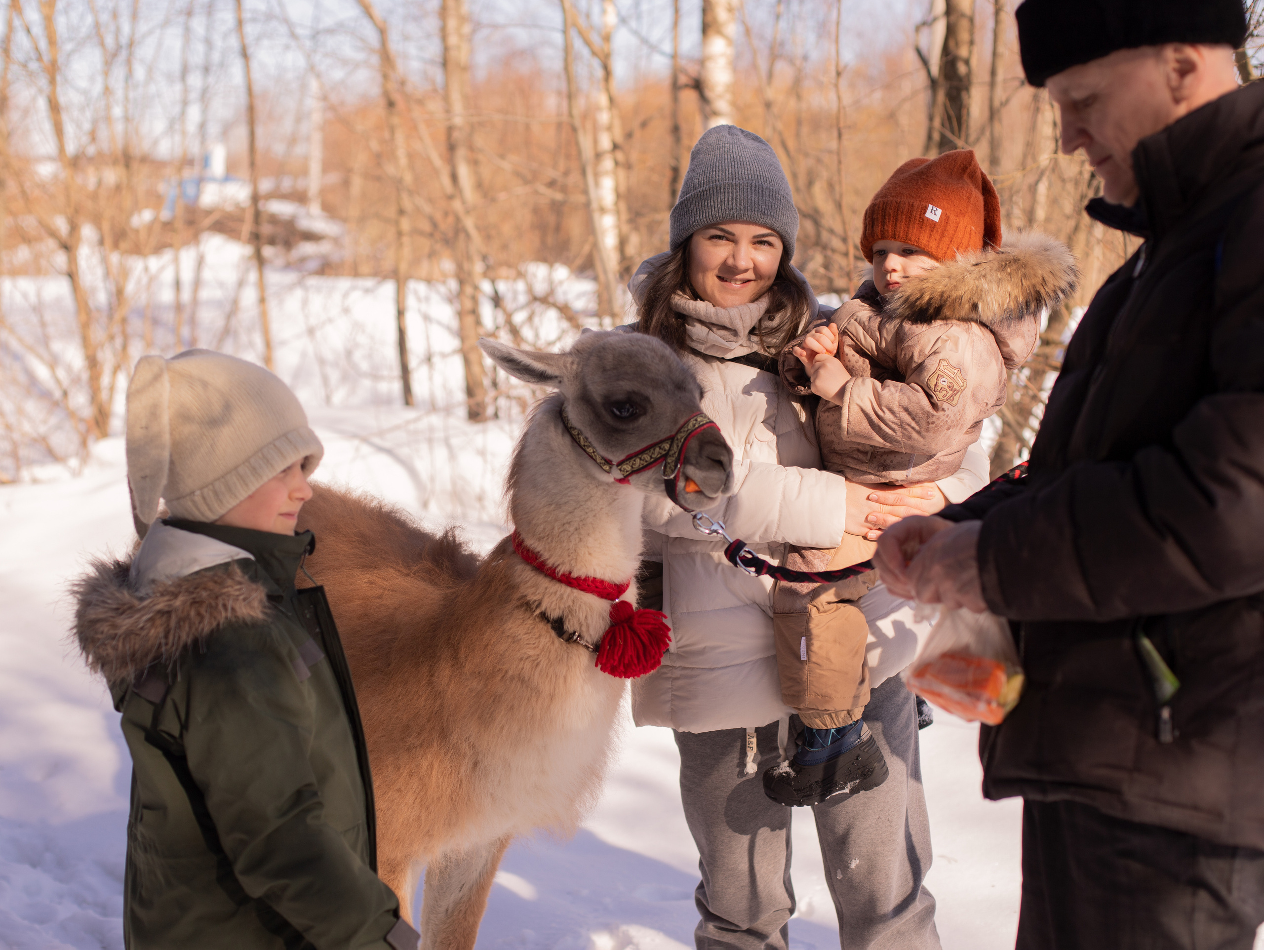 Лама. Семейный фотограф в Санкт-Петербурге Ирина Иванова