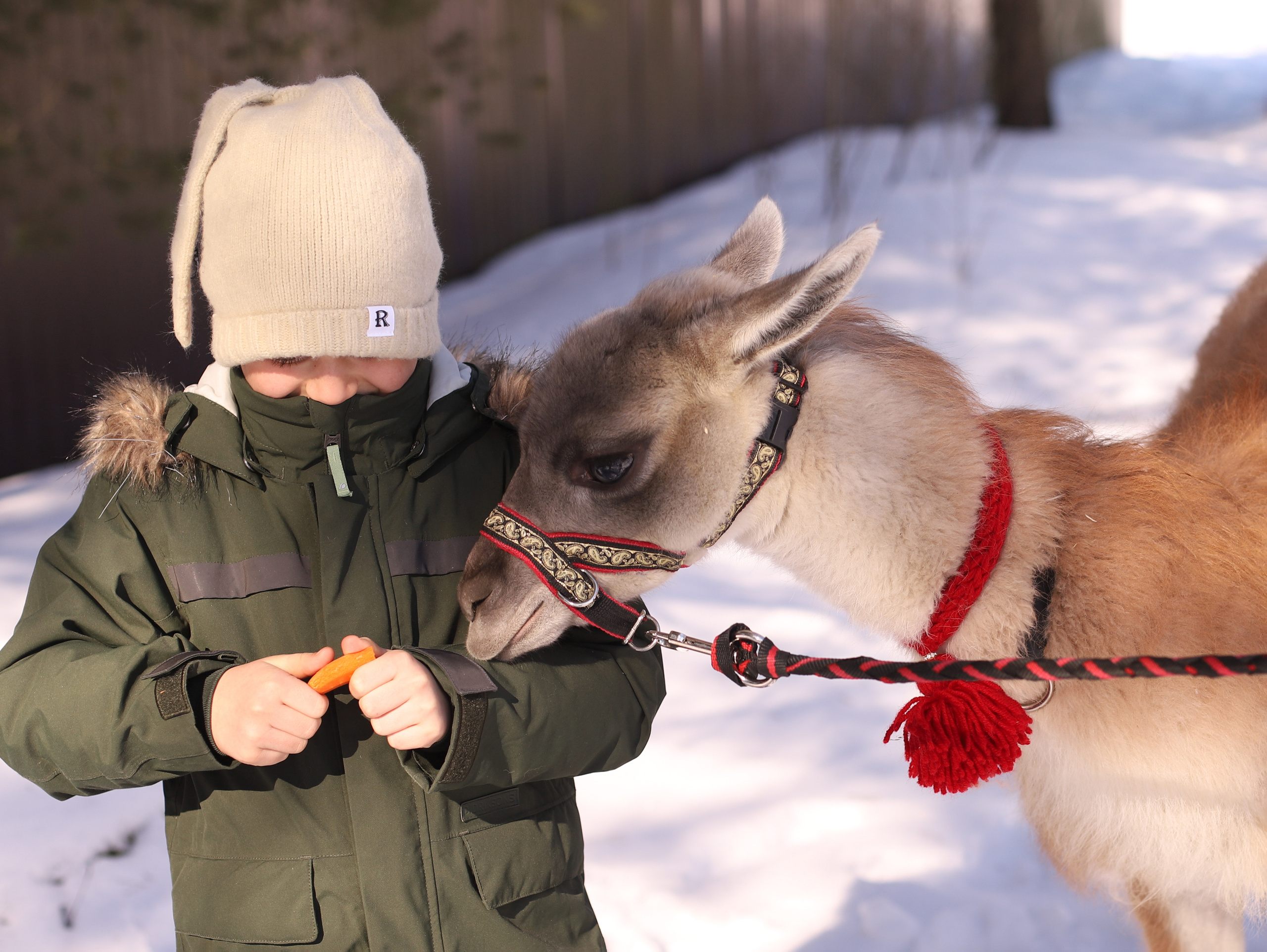 Лама. Семейный фотограф в Санкт-Петербурге Ирина Иванова