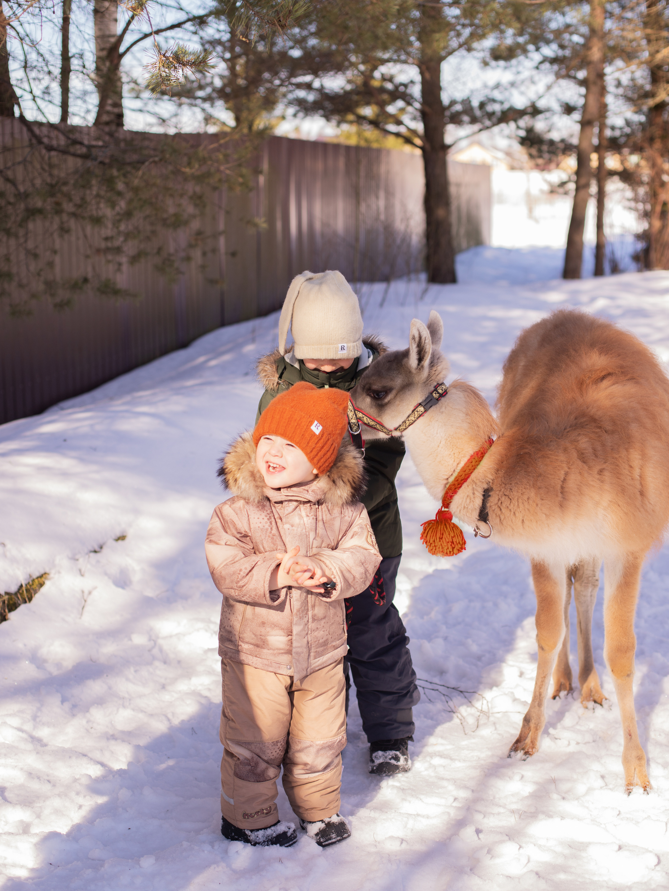 Лама. Семейный фотограф в Санкт-Петербурге Ирина Иванова