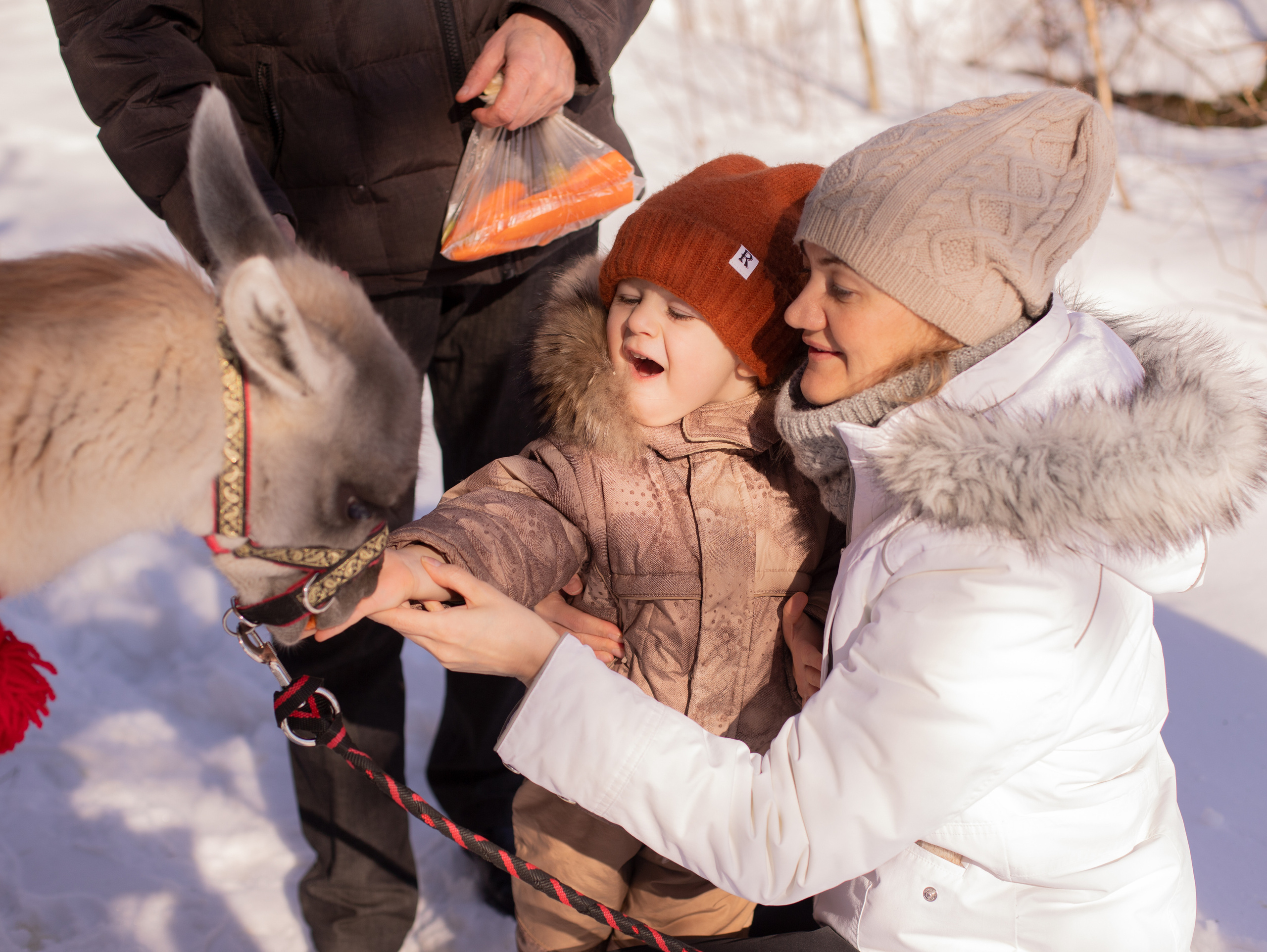 Лама. Семейный фотограф в Санкт-Петербурге Ирина Иванова