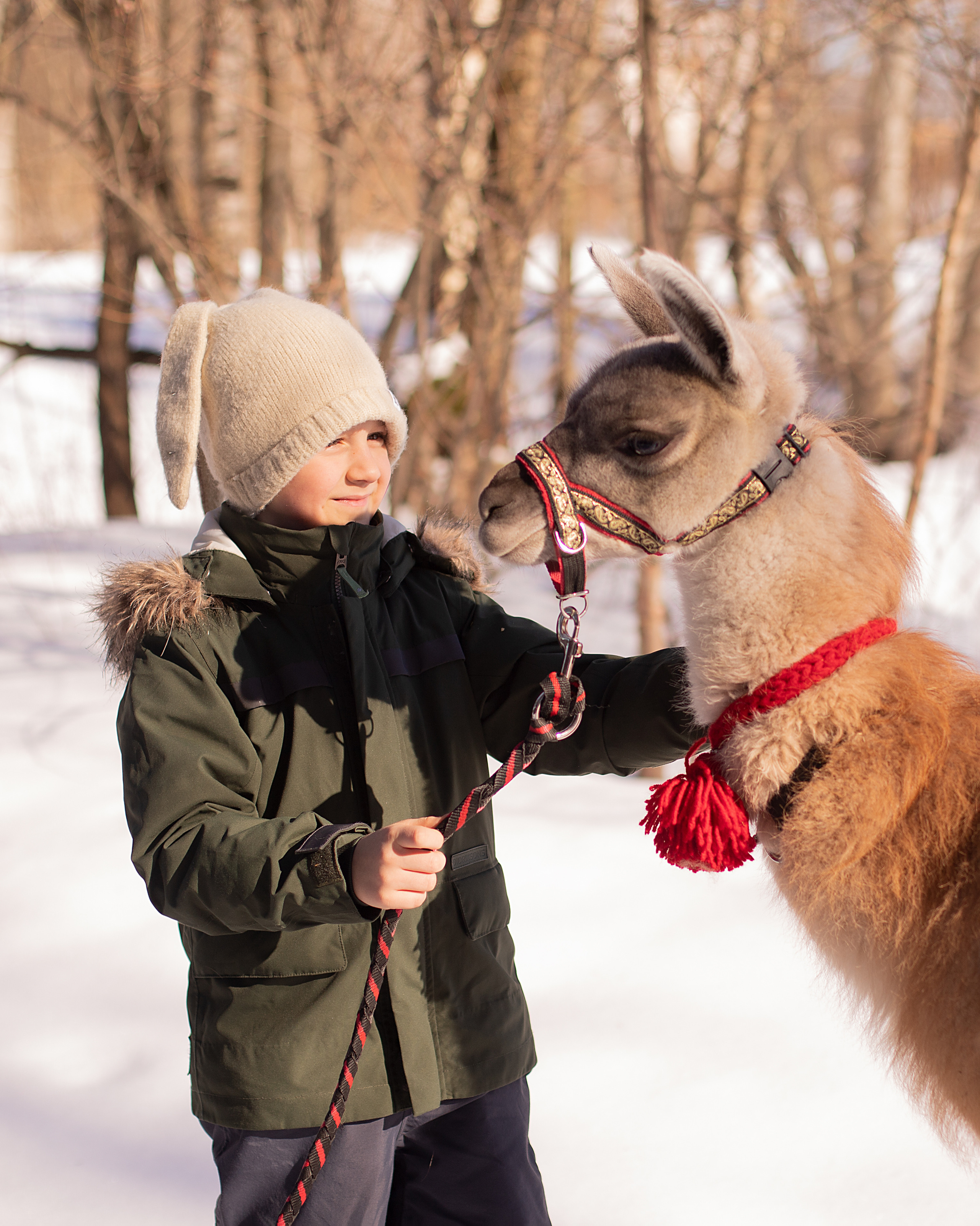 Лама. Семейный фотограф в Санкт-Петербурге Ирина Иванова