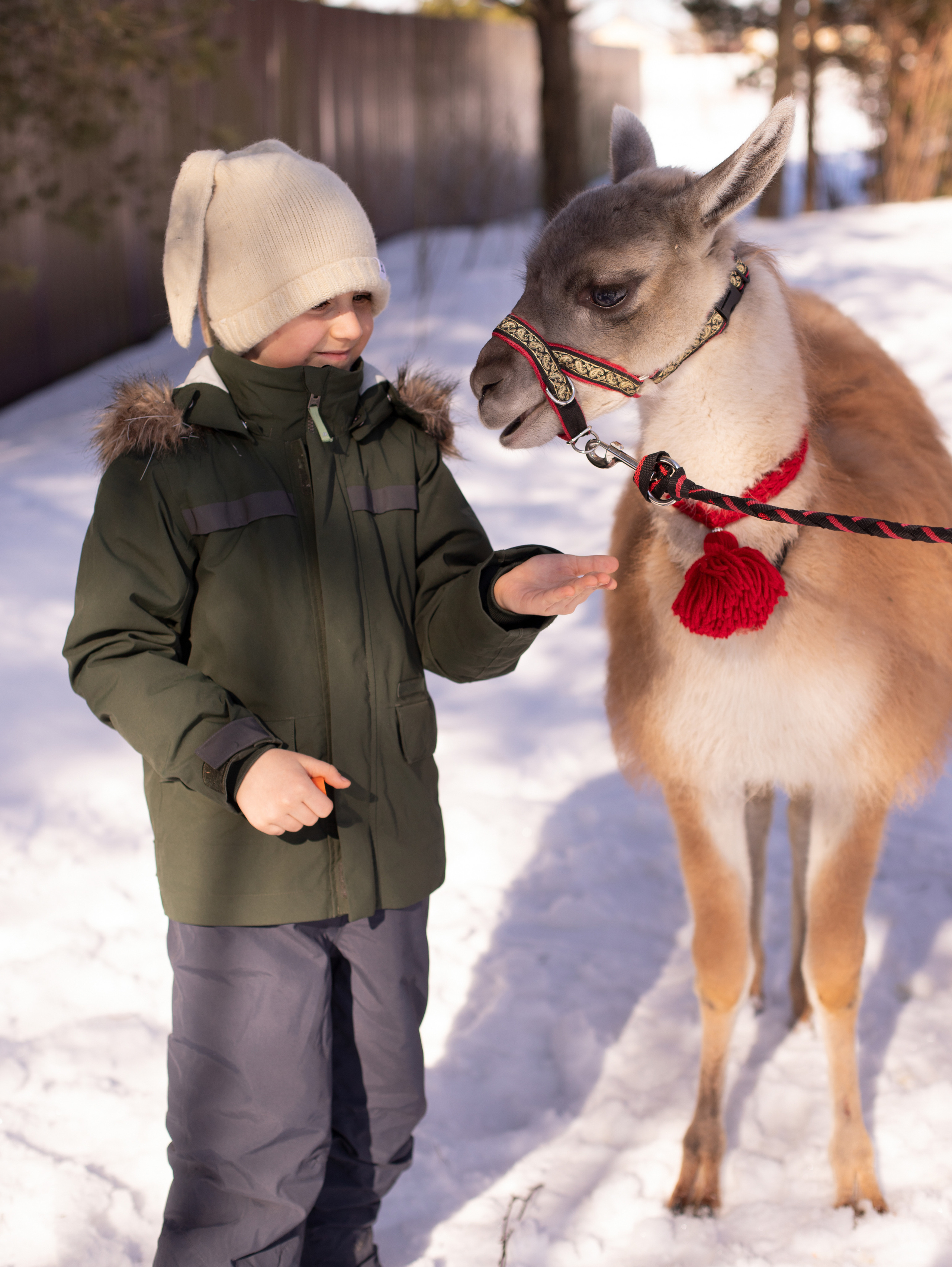 Лама. Семейный фотограф в Санкт-Петербурге Ирина Иванова