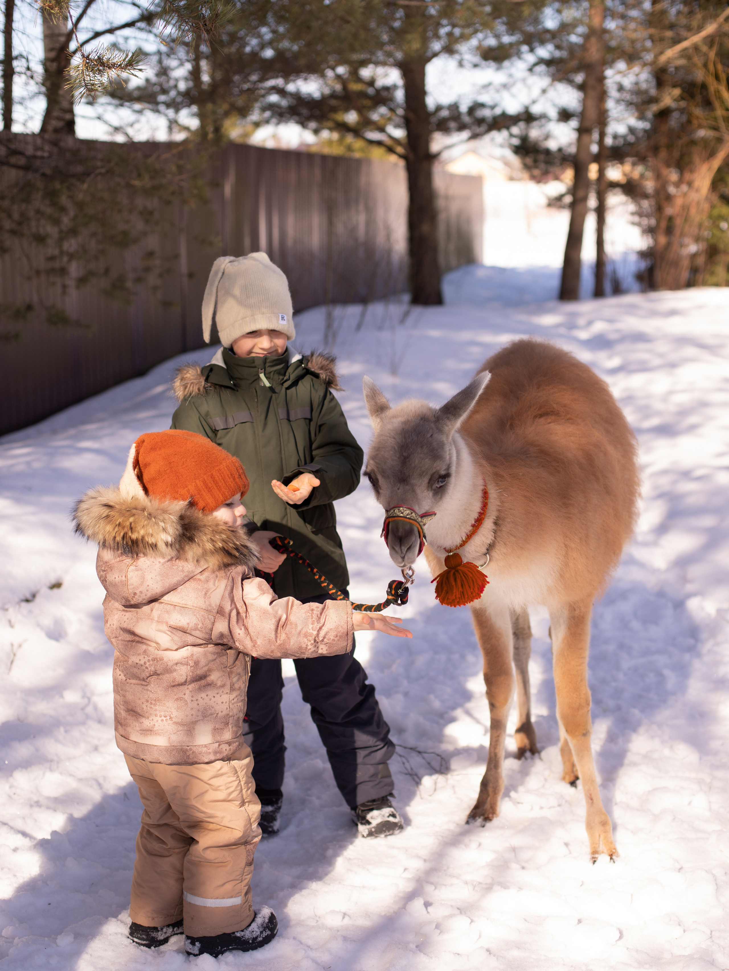 Лама. Семейный фотограф в Санкт-Петербурге Ирина Иванова