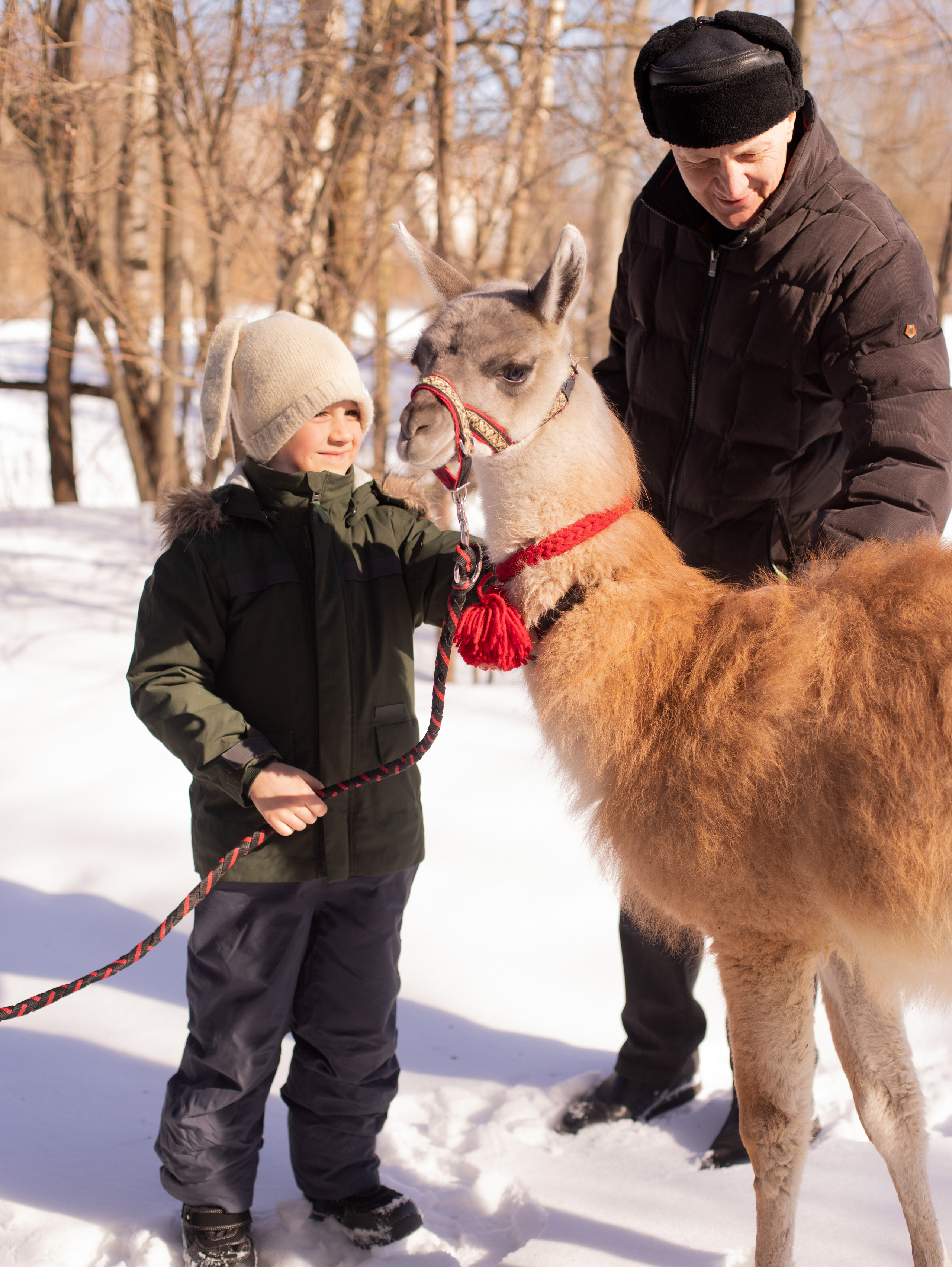 Лама. Семейный фотограф в Санкт-Петербурге Ирина Иванова