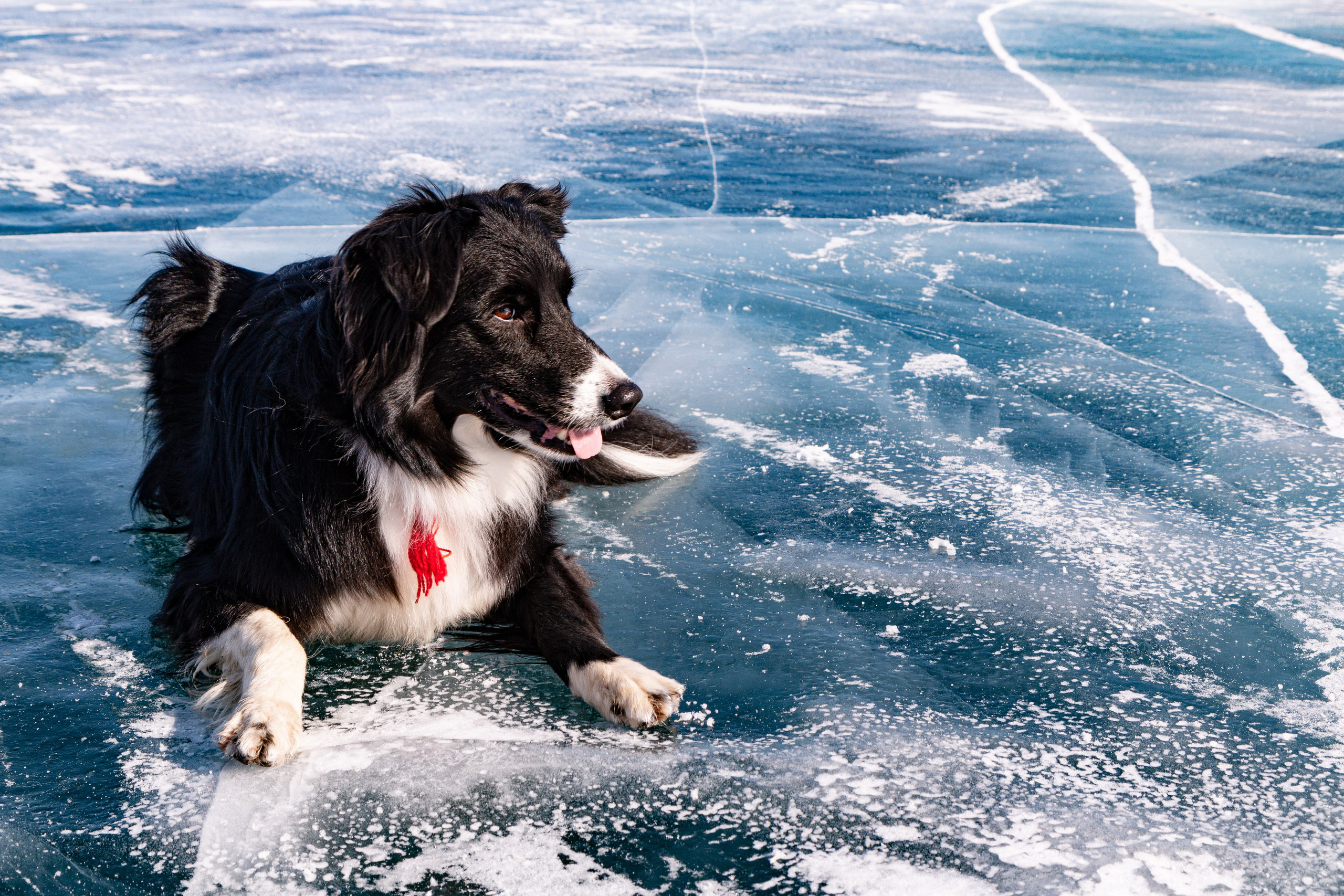 Фотосъёмка животных. Предметный и репортажный фотограф Алексей Кротов