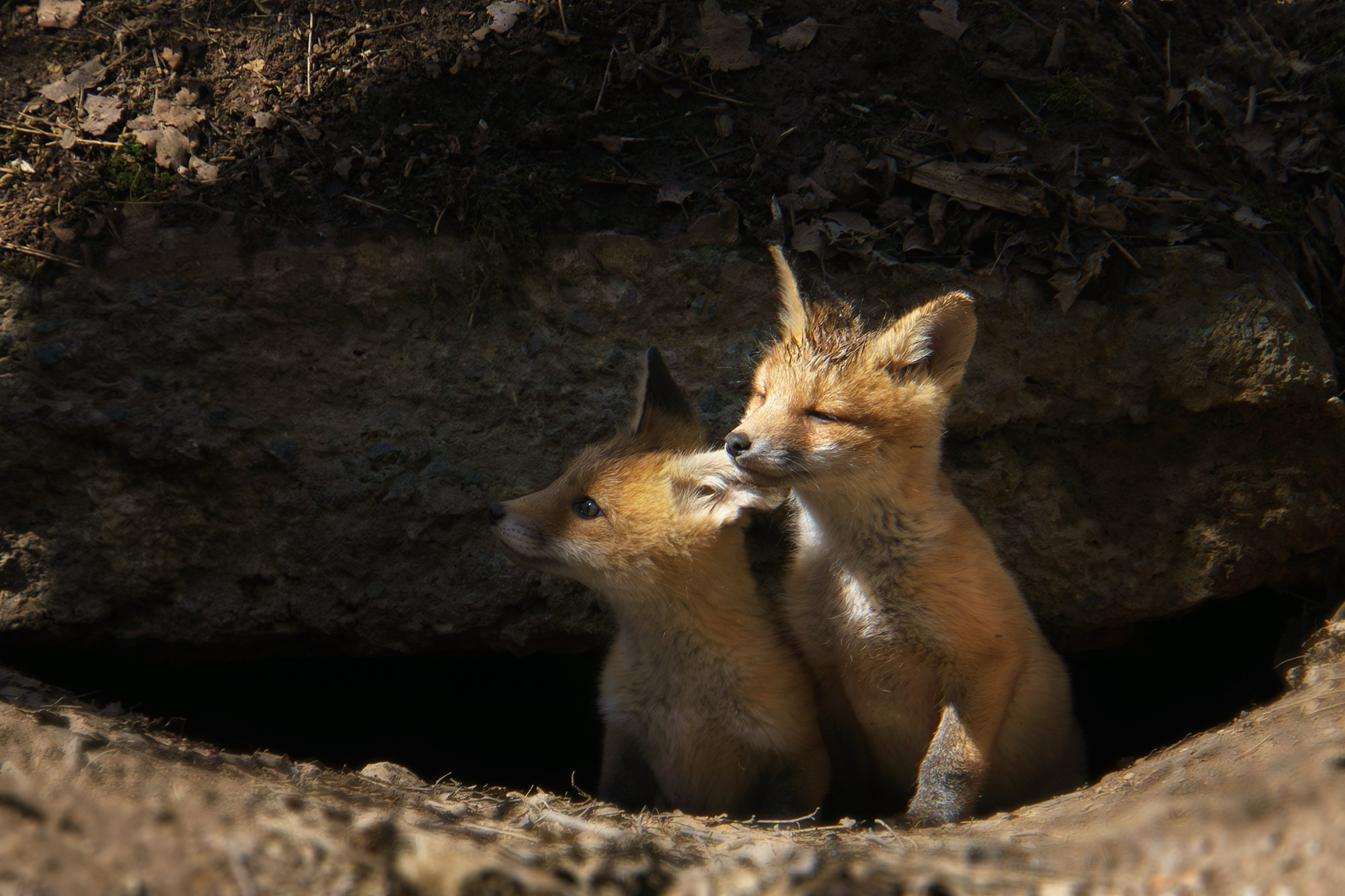 Животные. Ваш личный фотограф Марина Волкова