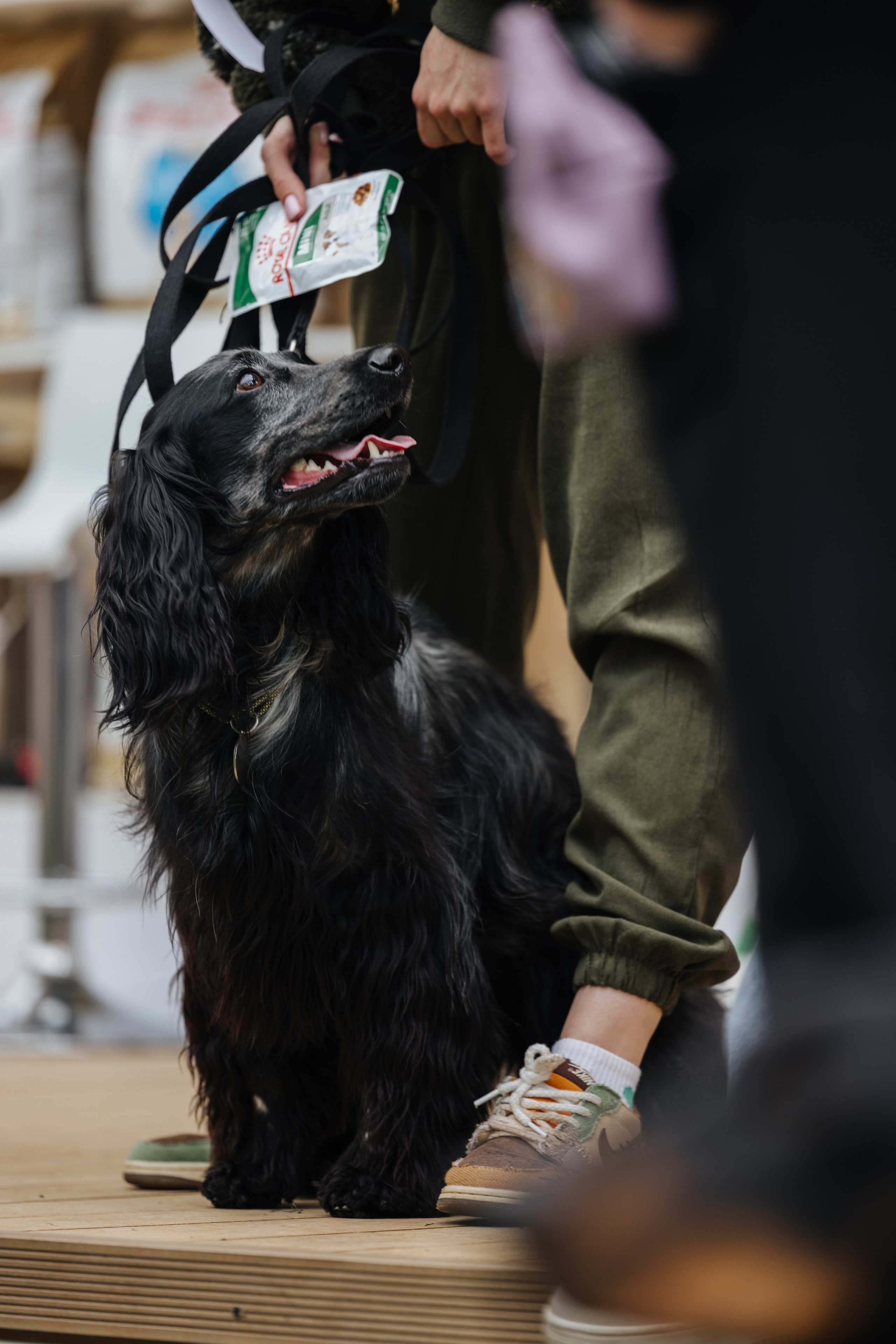 Хвостатый репортаж. Аксана Лисовская фотограф в Москве. Фотографии с характером