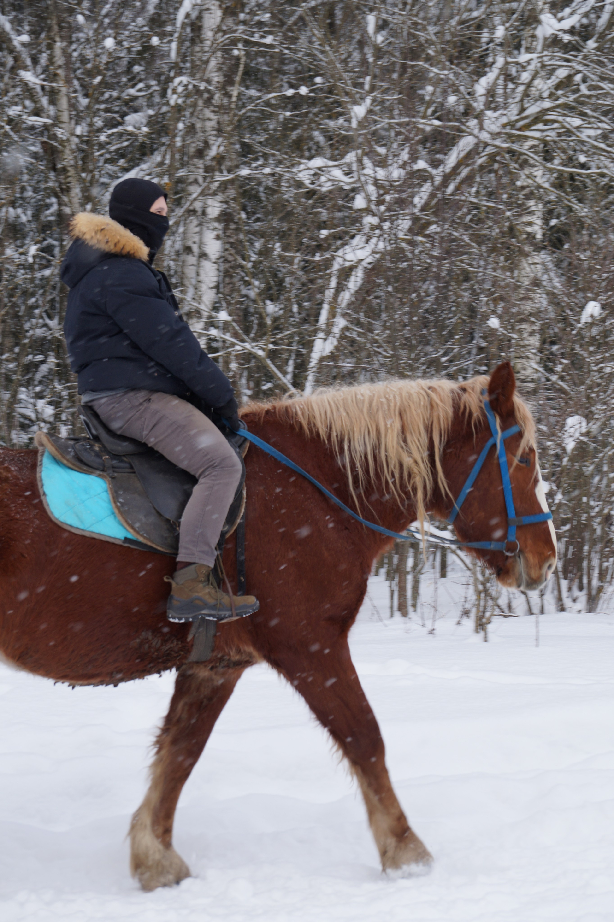 Лошадинг | 11.01.2026. Галерея Фантим