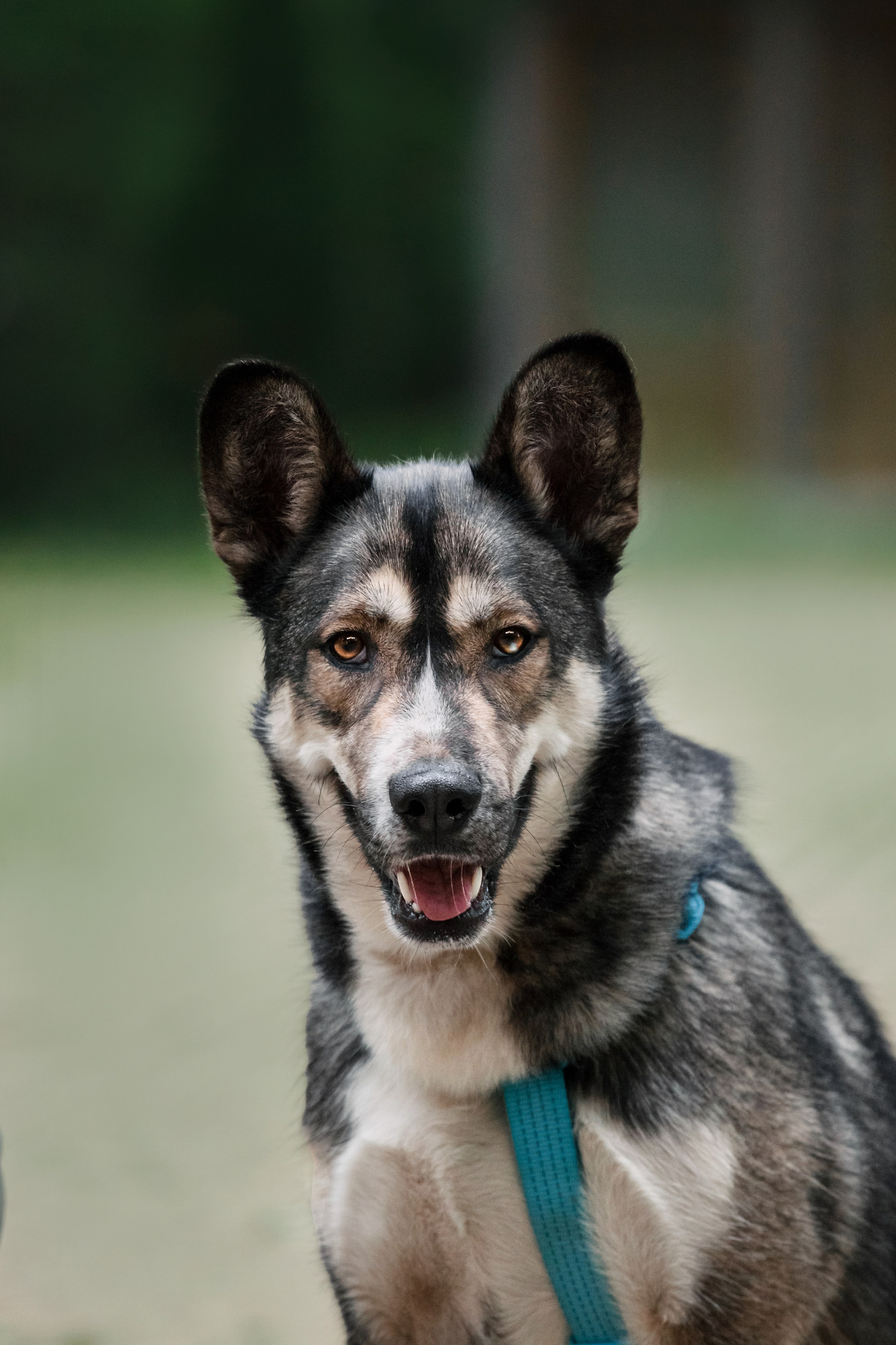 Собаки из приюта Дубовая роща лето 2025. Фотограф-анималист Татьяна Степанова