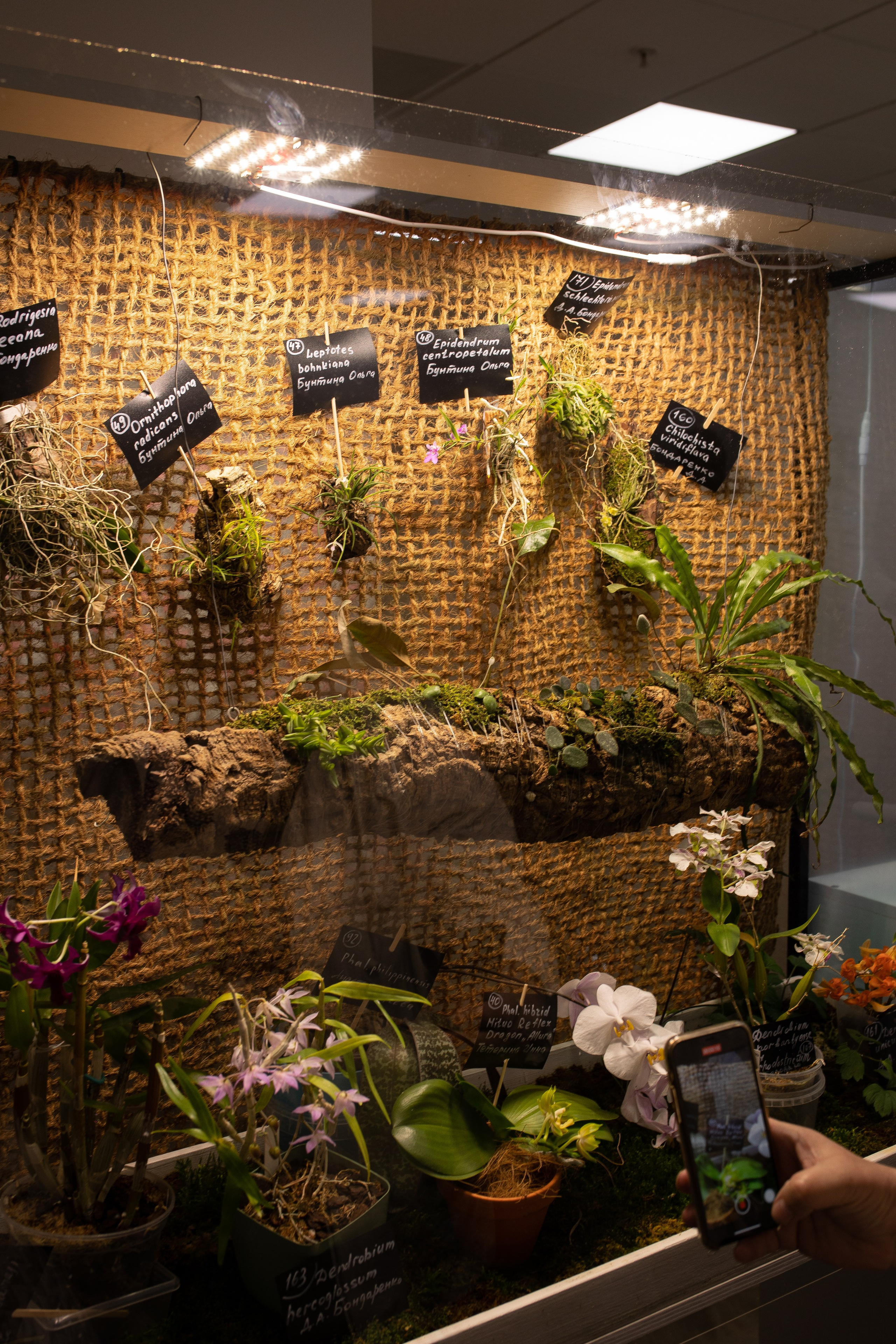 Орхидиум июнь 2024. Александра Куликова фотограф, Москва