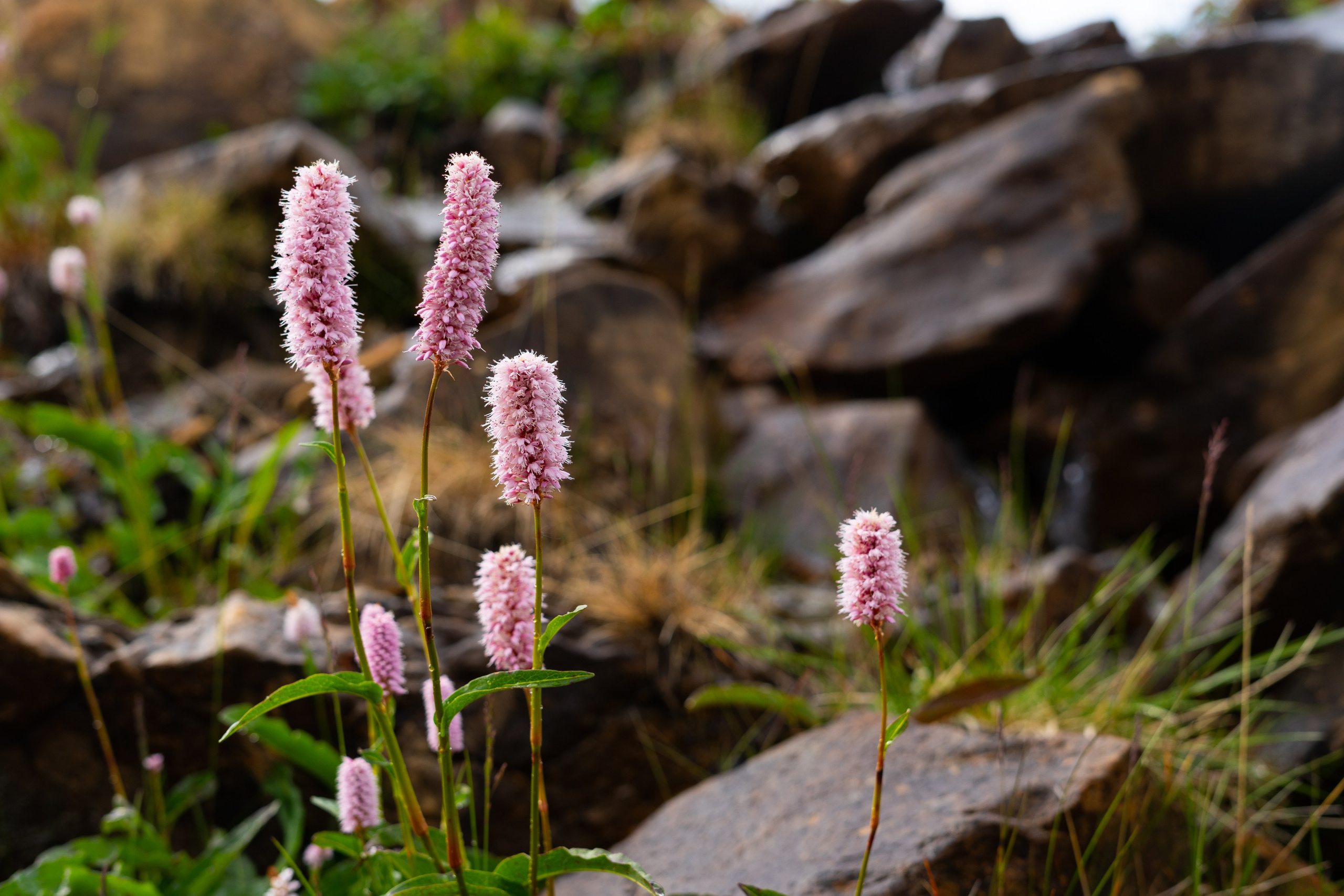 Галерея. Фотограф Екатерина Зорина