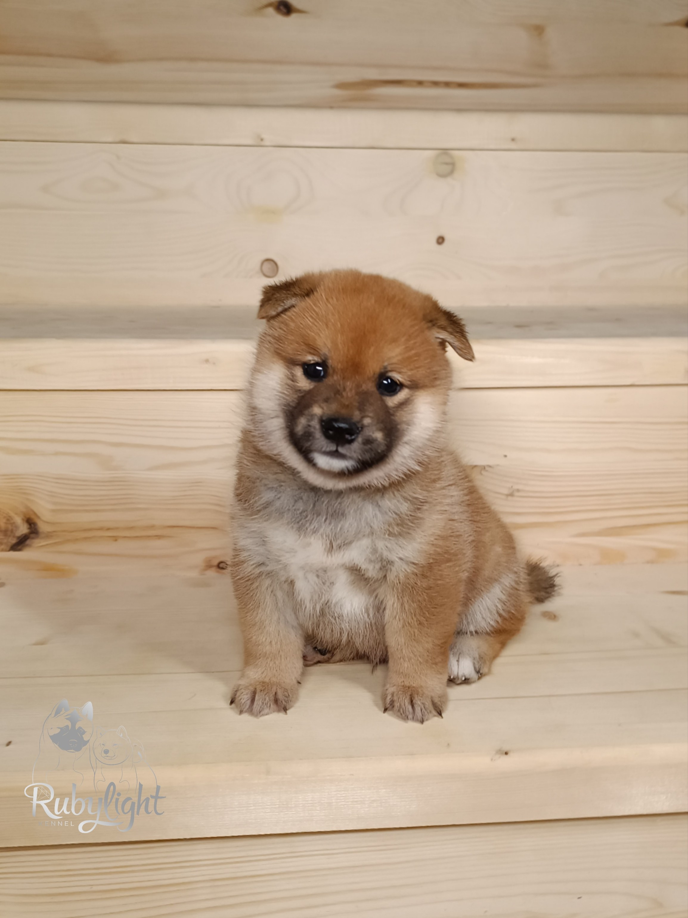 Сиба Rubylight Everest питомник Рубилайт 