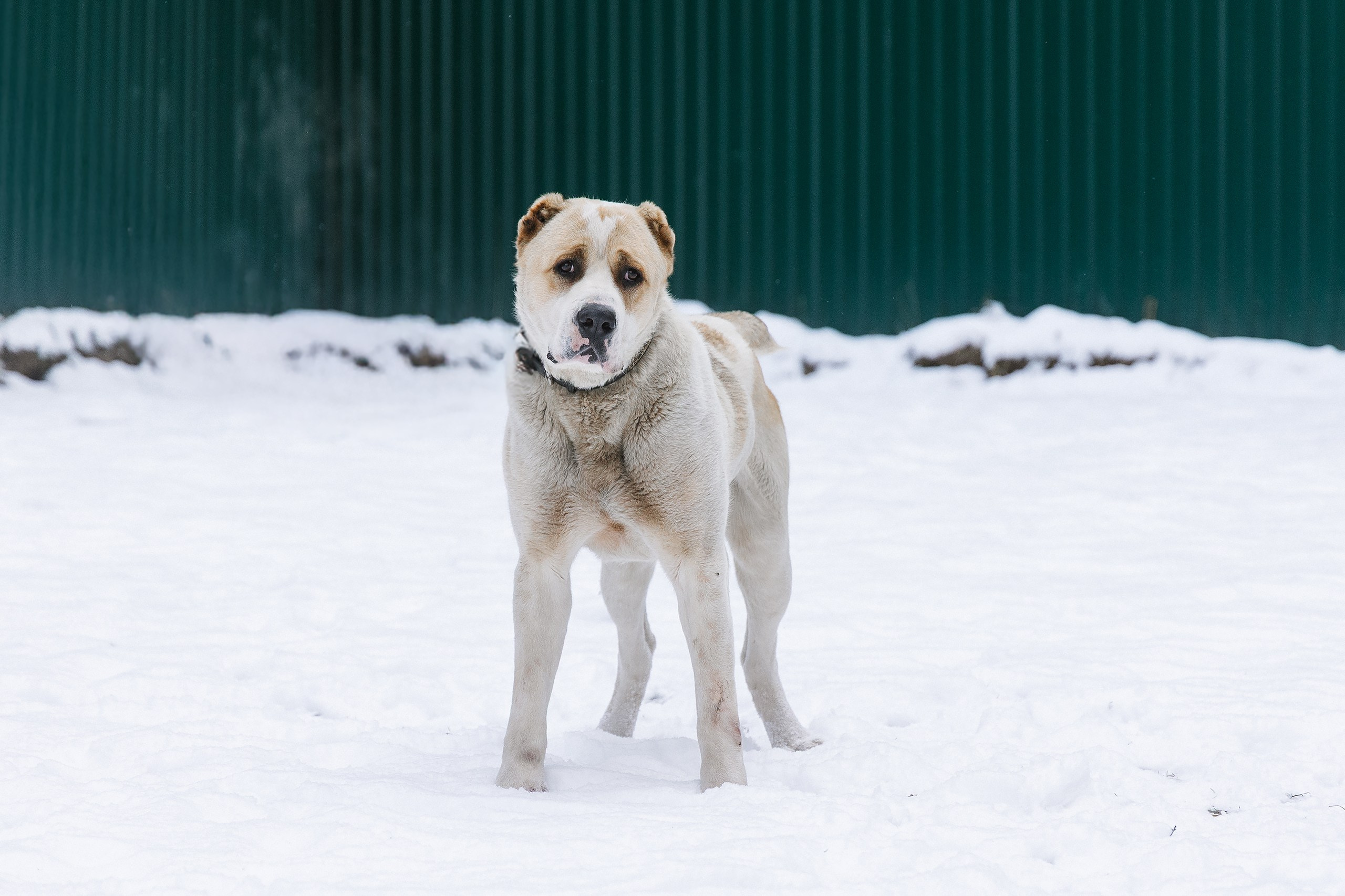 Пиар. Фотограф Ирина Астор