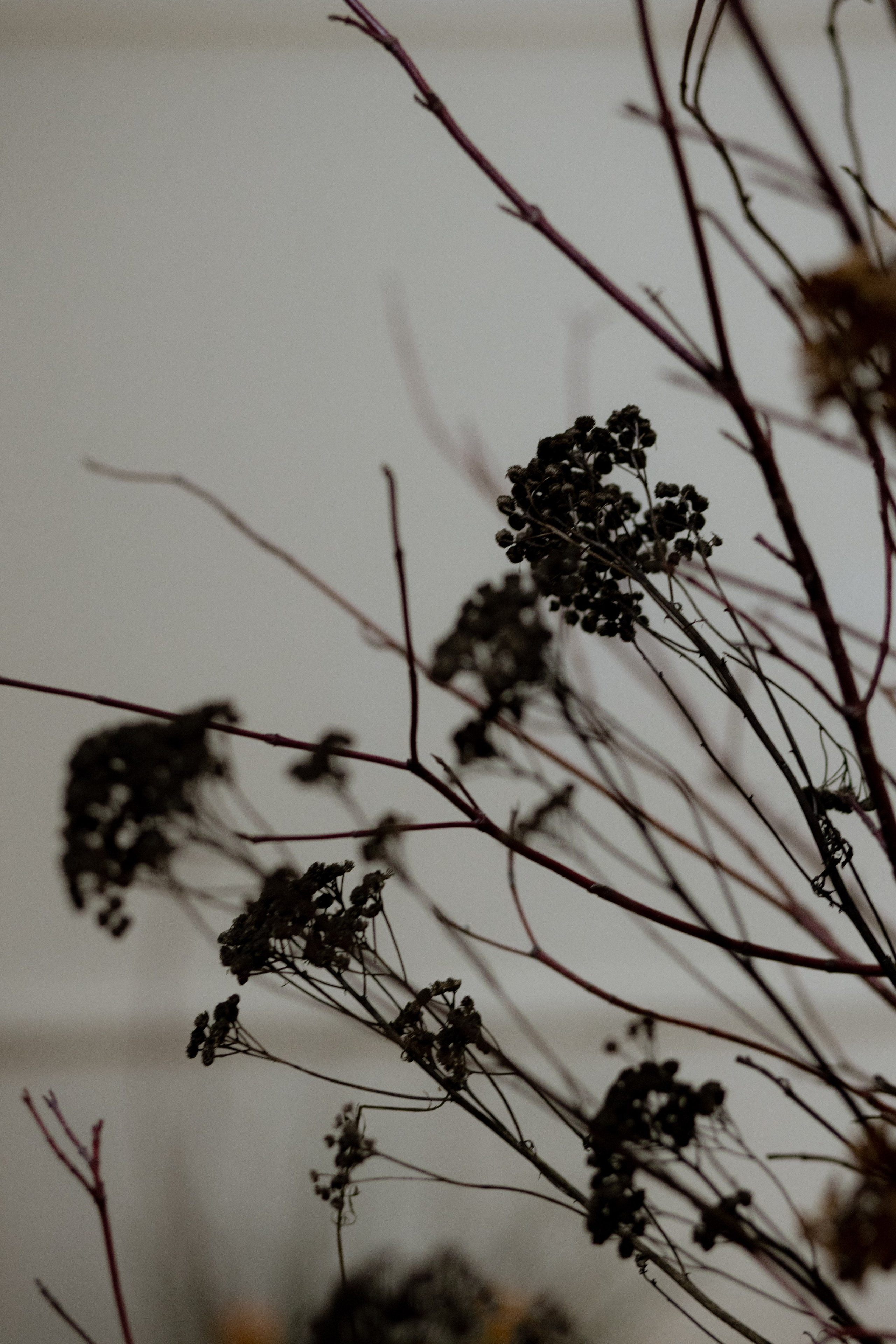 Оформление IX Международного конкурса пианистов имени Д. Д. Шостаковича. Оформление свадеб, декор свадеб Вера Маркова, Москва