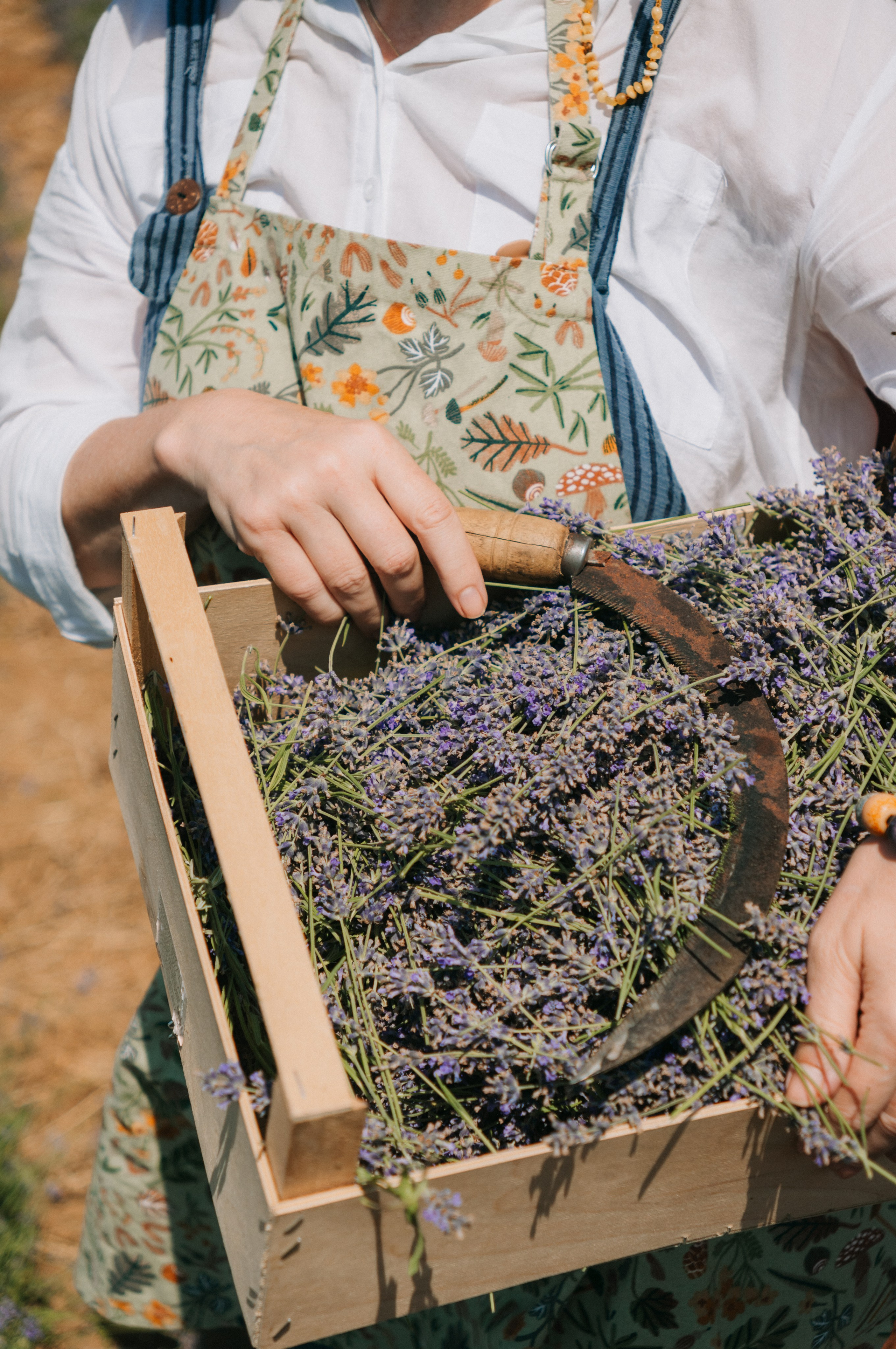 Сбор урожая | лавандовая ферма Viva Lavanda. Обо мне