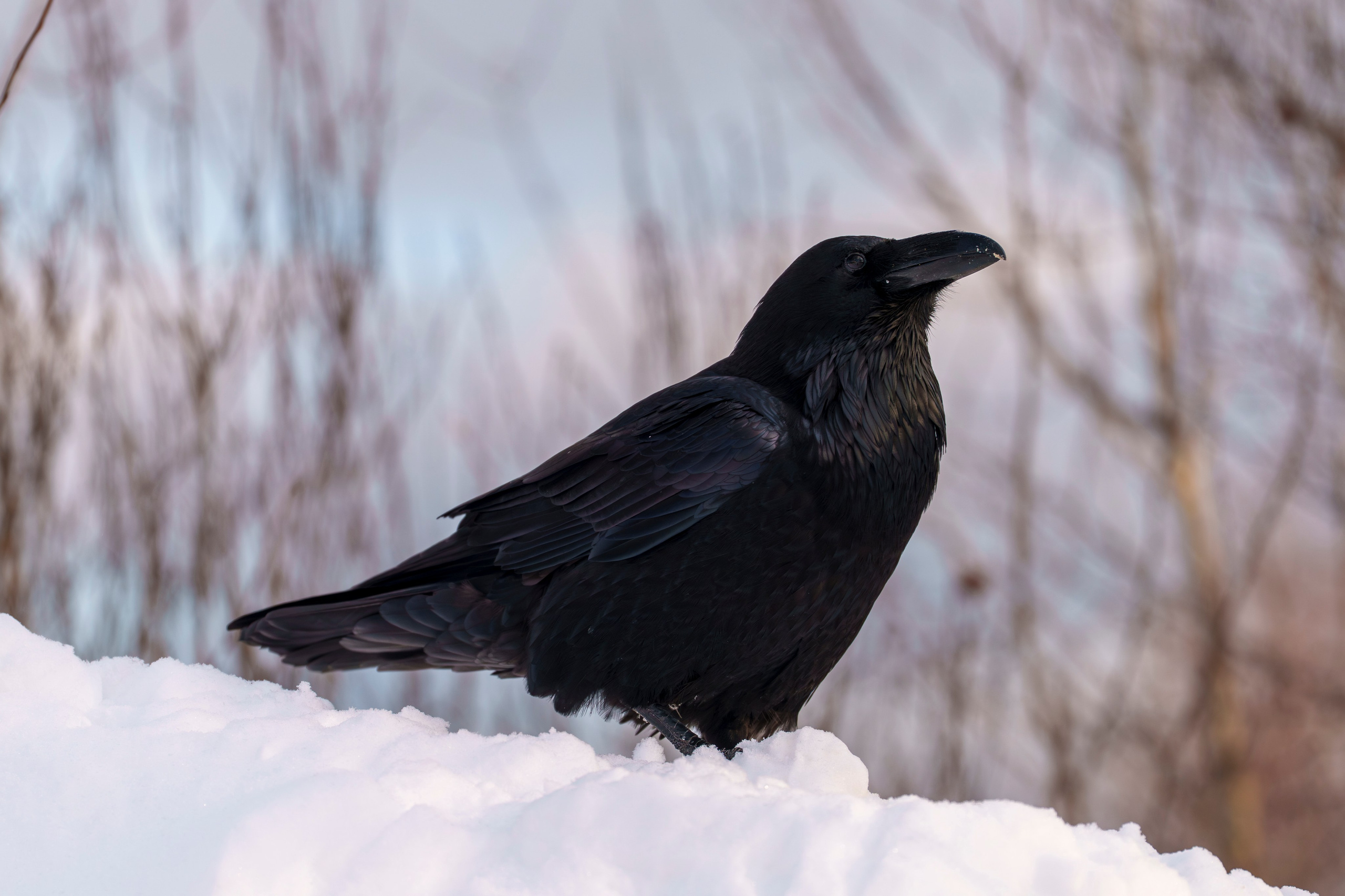 Animals — Животные