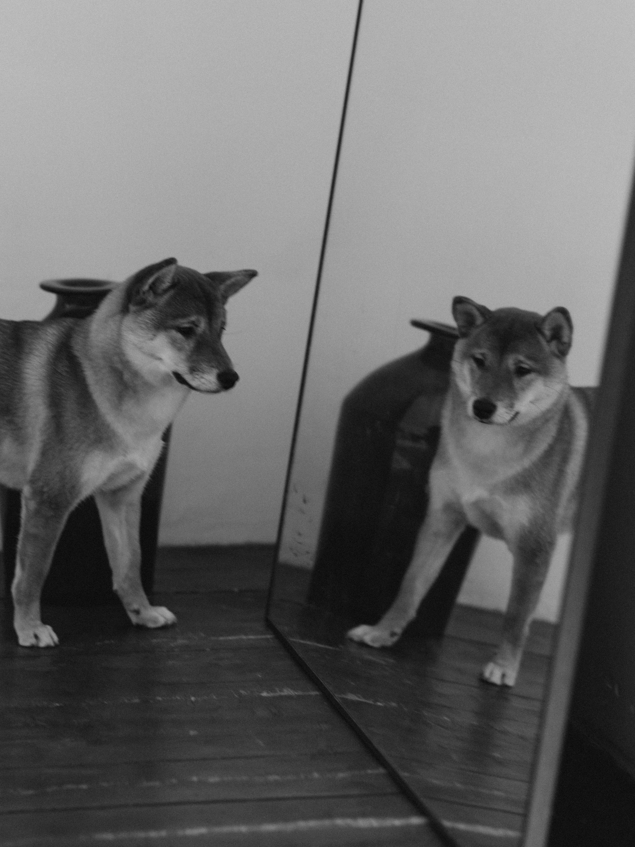 Мика и Настя. Фотограф-анималист в Москве Кириллова Татьяна