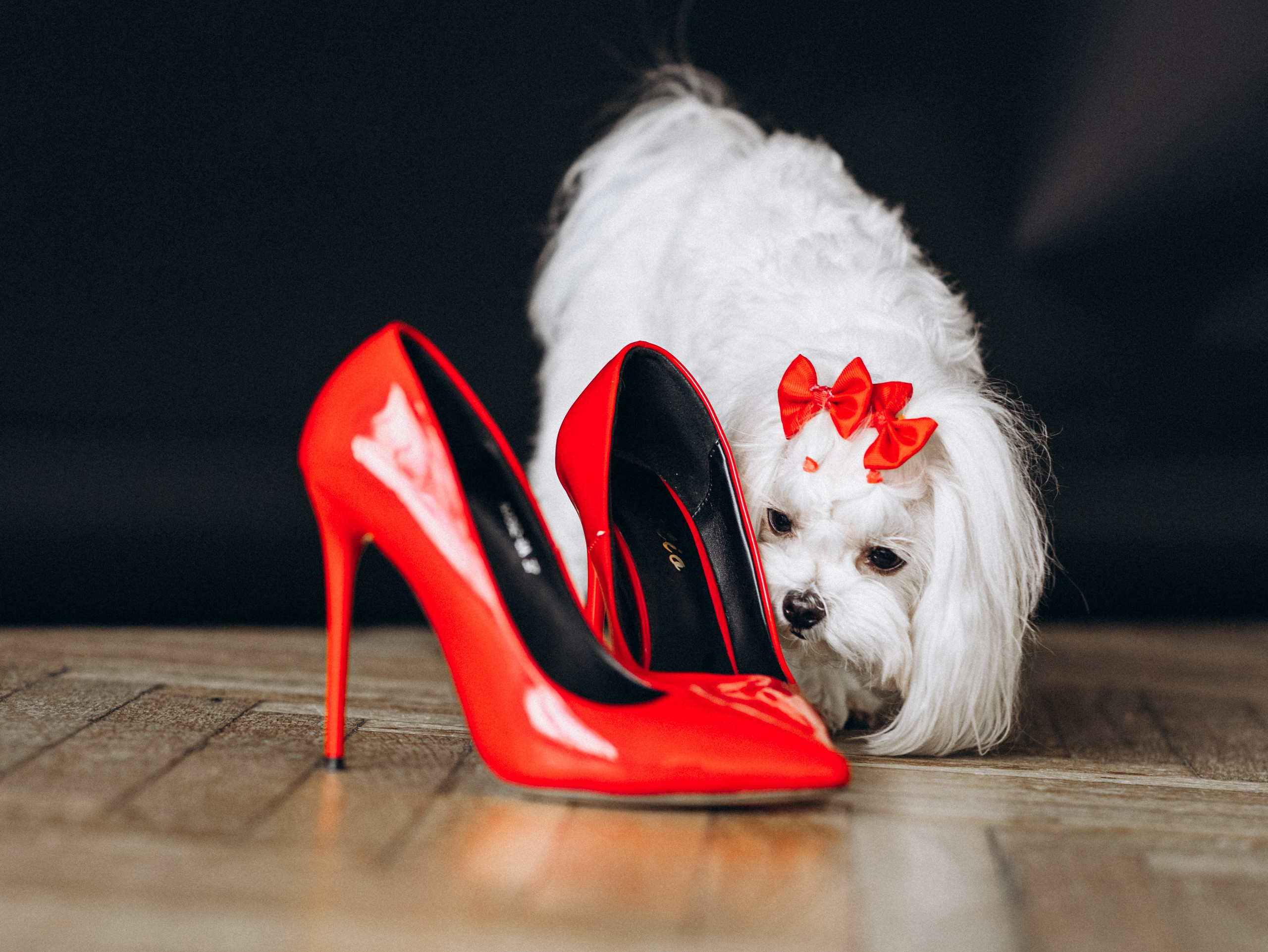 Мира и Таня. Фотограф-анималист в Москве Кириллова Татьяна