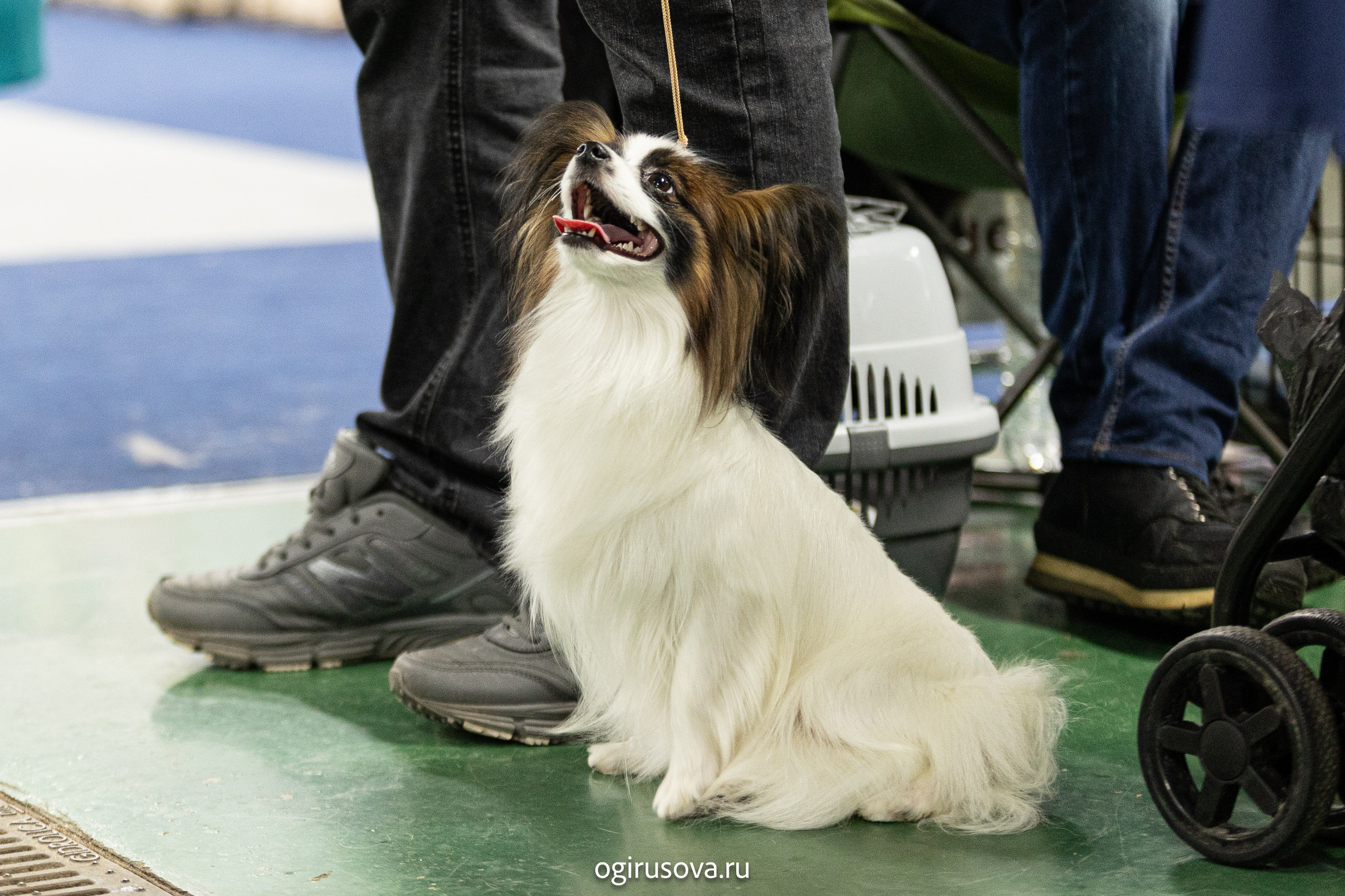 РОО КЛЖ «Олимп"+"Империя"+"Виктория».Выставка собак. Фотограф Ольга Гирусова «Пантерочка» Москва