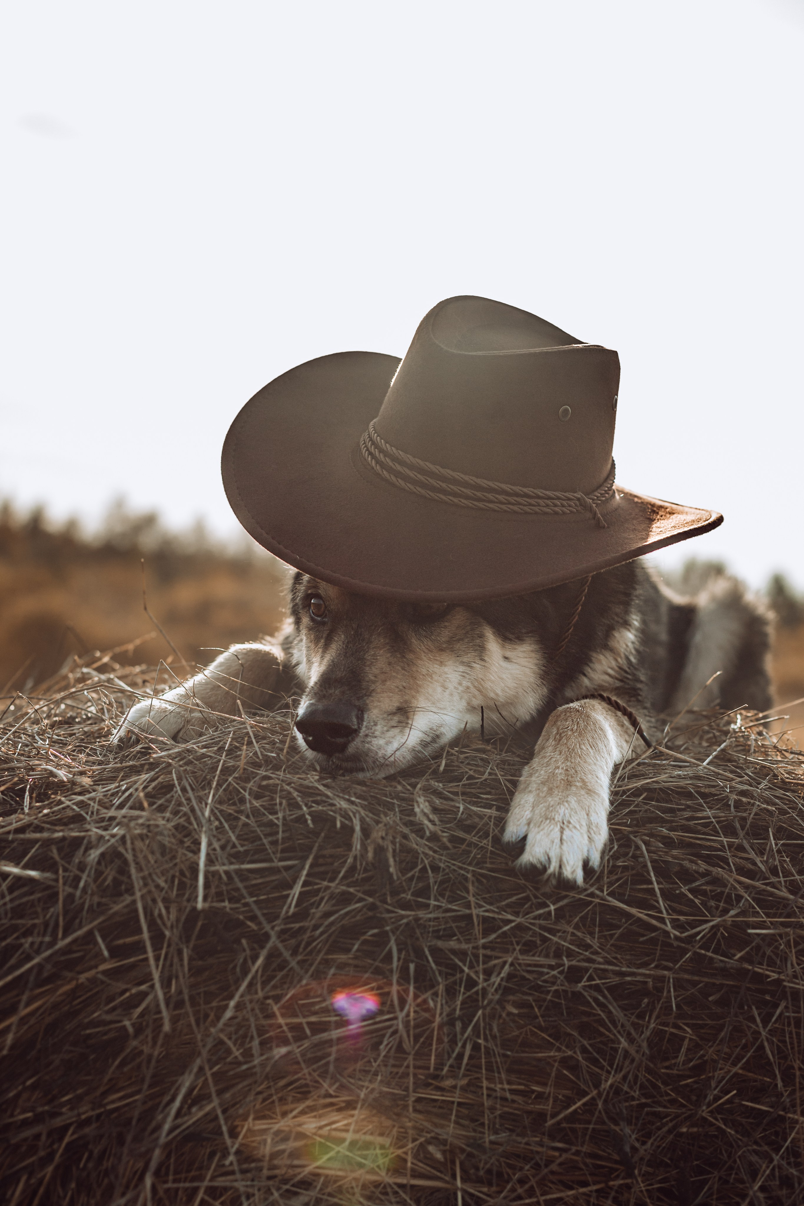 Кантри Дюк. Фотограф-анималист Татьяна Степанова