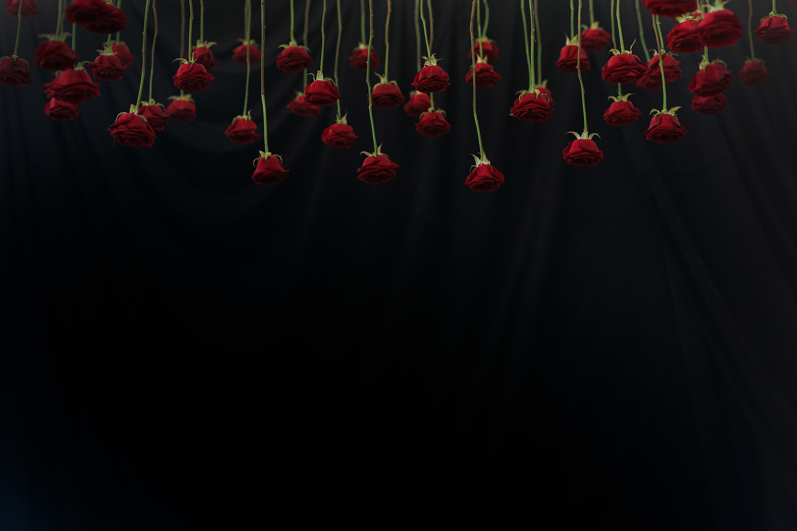 «I ROSE YOU» Нариман и София. Свадебный фотограф и видеограф