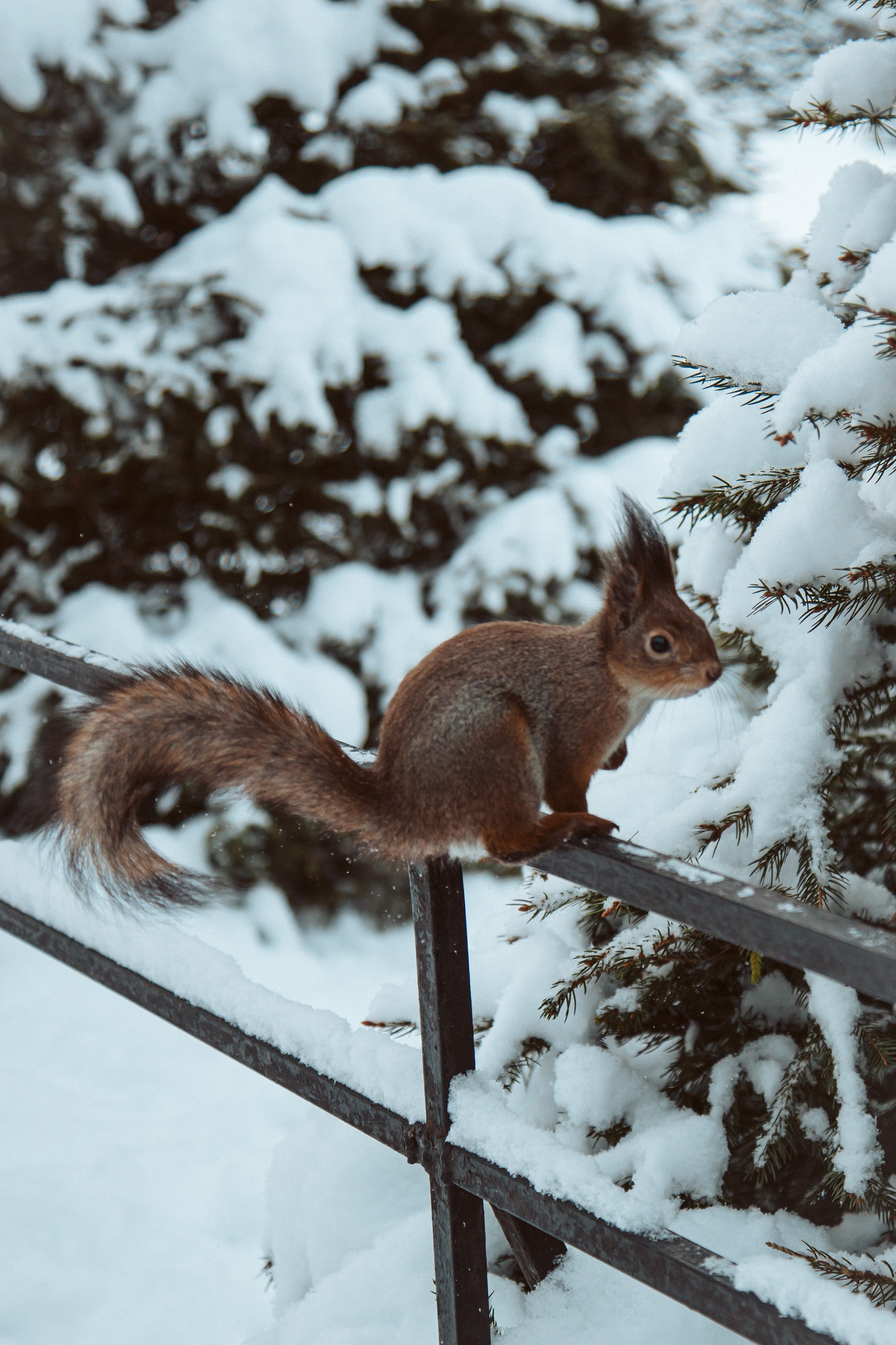Петергоф нижний парк фото