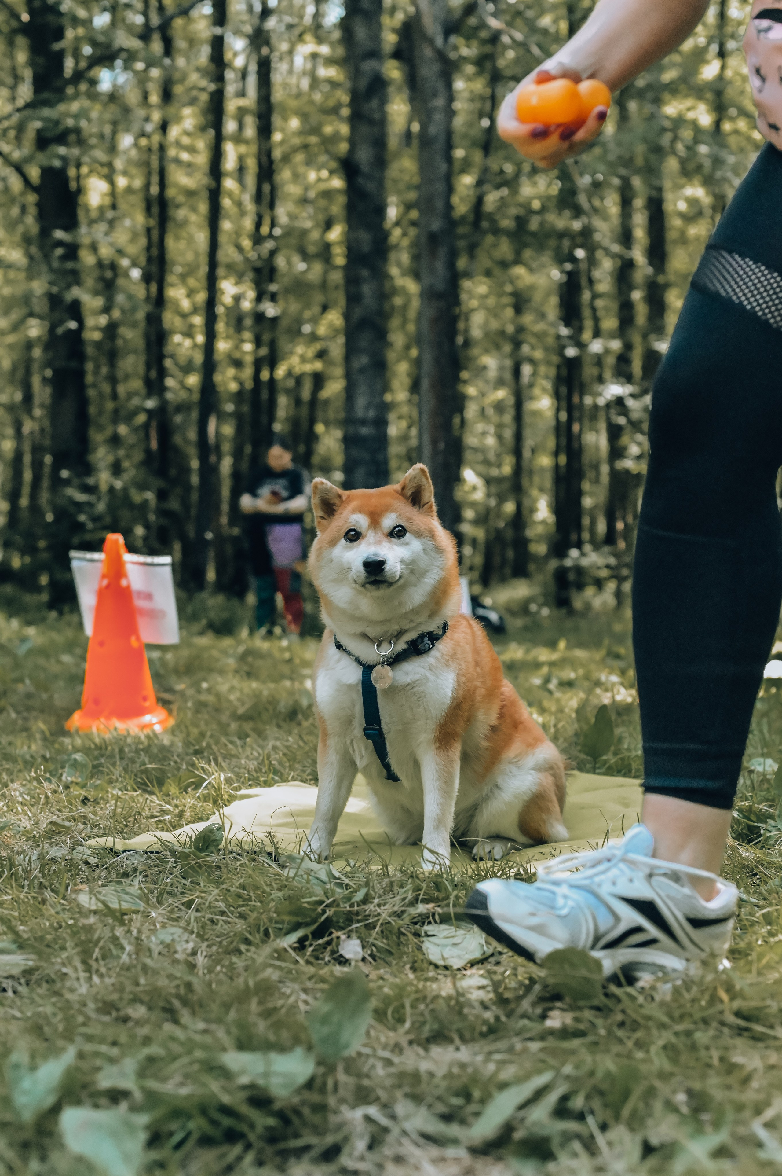 Кинологические соревнования. Семейный и репортажный фотограф в Москве Анастасия Трубкина