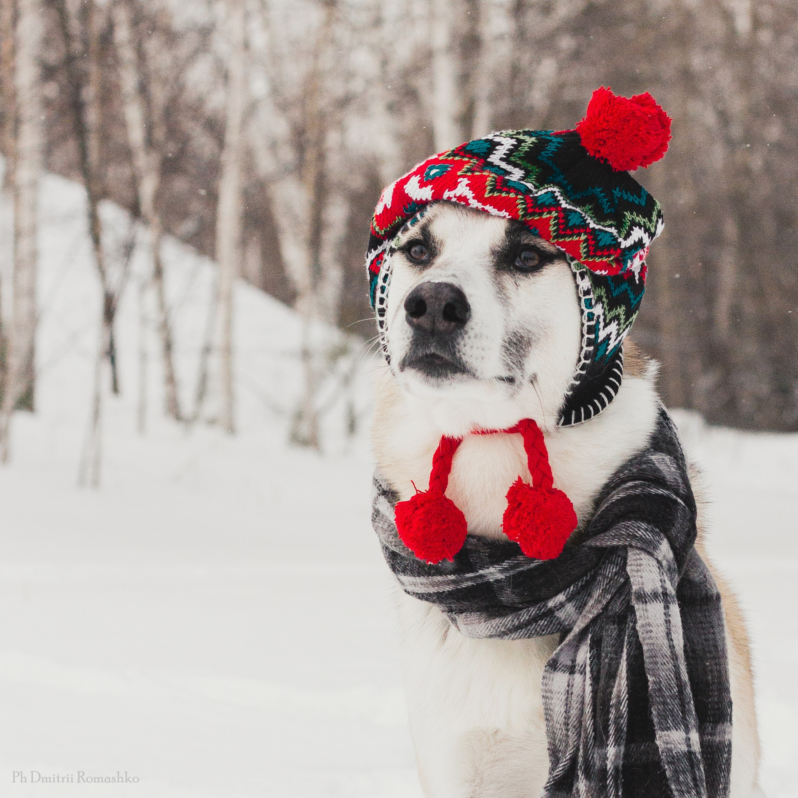 Анималистка. Фотограф Дмитрий Ромашко